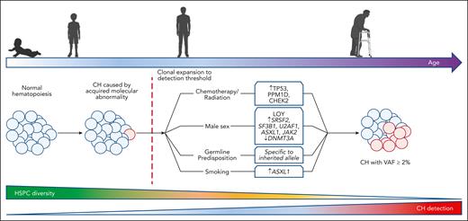 Context-dependent expansion of CH genotypes. Several lines of evidence suggest molecular abnormalities driving CH are acquired early in life. Detection of CH is rare for individuals aged <50 years. The ability to detect CH increases with age, corresponding to a decline in HSPC diversity. Male sex, inherited germ line predisposition, systemic inflammation, chemotherapy/radiation therapy exposure, and smoking each select for distinct CH genotypes.