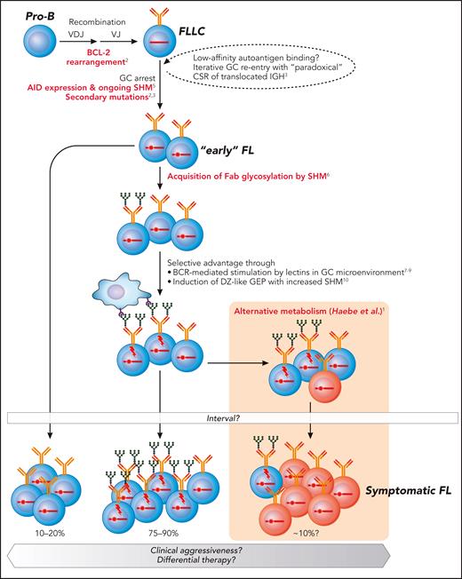 Model of FL pathogenesis with integration of genetic and immunologic drivers. The findings of Haebe et al are highlighted by the peach-colored field. Occurrence of lymphomagenic driver events is highlighted in red. AID, activation-induced deaminase; BCL2, B-cell lymphoma 2 gene; BCR, B-cell receptor; CSR, class switch recombination; DZ, dark zone; FLLC, FL-like cell; GC, germinal center; GEP, gene expression profile; IgH, immunoglobulin heavy chain; SHM, somatic hypermutation. Professional illustration by Patrick Lane, ScEYEnce Studios.