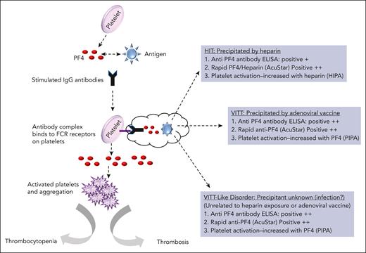 HIT, VITT, and VITT-like disorder. A summary of the pathogenesis of development of anti-PF4 antibodies. The 3 conditions are summarized with regards to the precipitant: heparin in HIT, adenoviral vaccine in VITT, and unknown but possibly infection in VITT-like disorder. Included are the assays relevant to these 3 conditions to aid differentiation.