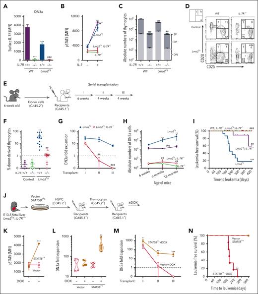 IL-7/JAK/STAT5 signaling is essential for pre-LSC self-renewal and leukemogenesis. (A) Levels of IL-7R at the surface of DN3a T-cell progenitors from 6-week old mice of different genotypes, as indicated. Mean fluorescence intensity (MFI) ± standard deviation (SD) of N > 5 individual mice. (B) Levels of activated STAT5 (pSTAT5) in DN3a thymocytes from 6-week-old mice from the indicated genotypes treated with IL-7. MFI ± SD of N = 3 individual mice, 1-way analysis of variance (ANOVA) with Tukey correction test; ∗∗∗P < .001. (C-D) Thymic cellularity (C), as well as representative analysis of the CD4− CD8− CD44− CD25+ (DN3) subpopulations of thymocytes (D) from 6-week-old wild-type (WT), IL-7R−/−, Lmo2Tg, and Lmo2Tg; IL-7R−/− mice, assessed by flow cytometry. Immature CD4−CD8− (DN), CD4+CD8+ double-positive (DP), and mature CD4+CD8− and CD4−CD8+ single-positive (SP) populations. Using CD25 and CD28 markers on DN3 thymocytes, CD25hiCD28low, CD25hiCD28hi, and CD25intermediateCD28hi immunophenotypes define DN3a, b, and c subpopulations, respectively. Median ± standard error of the mean (SEM), 2-way ANOVA with Tukey correction test; ∗∗P < .01, ∗∗∗P < .001 compared with WT; ##P < .01, ###P < .001 compared with Lmo2Tg mice. (E) Scheme for serial transplantation of thymocytes from 6-week old donor (Cd45.2+) mice of the indicated genotypes into sublethally irradiated isogenic (Cd45.1+) recipients. (F) Proportion of donor-derived thymocytes determined by flow cytometry in primary recipients, 6 weeks posttransplant. Minimal repopulation capacity (1%) is indicated by a dashed line. Median ± SEM, 2-way ANOVA with Tukey correction test; ∗∗P < .01 compared with WT; ##P < .01 compared with Lmo2Tg donor cells. (G) Fold expansion of donor-derived Lmo2Tg and Lmo2Tg; IL-7R−/− DN3a thymocytes enumerated in the thymus of primary (I), secondary (II), and tertiary (III) recipients, assessed by flow cytometry. Mean ± SEM (N = 15 and 12 recipients in the primary transplant; N = 6 in secondary and tertiary transplants, for Lmo2Tg and Lmo2Tg; IL-7R−/− donor cells, respectively), 2-way ANOVA with Tukey correction test; ##P < .01, ###P < .001 compared with Lmo2Tg mice. Minimal expansion for maintenance (fold of 1) is indicated by a dashed line. (H) Absolute numbers of DN3a T-cell progenitors in the thymus of WT, IL-7R−/−, Lmo2Tg, and Lmo2Tg; IL-7R−/− mice at 6 weeks (N = 9, 8, 9, and 10, respectively), 6 months (N = 6, 6, 4, and 3, respectively) and 12 months (N = 6, 6, 7, and 5, respectively) of age. Median ± SEM, 2-way ANOVA with Tukey correction test; ∗∗P < .01 compared with WT; ##P < .01 compared with Lmo2Tg donor cells. (I) Kaplan-Meier curves of the time to leukemia for mice with the indicated genotypes. Log-rank (Mantel-Cox) test; ∗∗∗P < .001 as compared with WT; ##P < .01, ###P < .001 compared with Lmo2Tg mice. Over T-ALL was confirmed at necropsy. (J) Experimental schematic of transplant using transduced Lmo2Tg; IL-7R−/− hematopoietic stem and progenitor cells (HSPC) isolated from fetal livers at embryonic day (E) 13.5 into lethally irradiated isogenic (Cd45.1+) mice to generate thymocytes. These cells were injected into sublethally irradiated recipients, which were maintained on either doxycycline (DOX)-enriched or standard diet. (K) Levels of pSTAT5 in donor-derived Lmo2Tg; IL-7R−/− DN3a thymocytes transduced with TxTCPVIR-STAT5B1∗6 (STAT5B1∗6) harvested from recipients maintained on either DOX-enriched or standard diet. Lmo2Tg; IL-7R−/− thymocytes transduced with TxTCPVIR (vector) were used as controls. MFI ± SD of N = 5 individual mice. (L) Fold expansion of transduced Lmo2Tg; IL-7R−/− DN3a cells, enumerated in the thymus of recipients 6 weeks after transplantation. Dashed lines within the violin represents the 25th, 50th, and 75th quartiles, 2-way ANOVA with Tukey correction test; ∗∗P < .001 to vehicle. (M) Fold expansion of transduced donor-derived Lmo2Tg; IL-7R−/− DN3a T-cell progenitors, enumerated in the thymus of primary (I), secondary (II), and tertiary (III) recipients maintained on DOX-enriched diet (+DOX). Mean ± SEM (N = 5 recipients in the primary and tertiary transplants; N = 6 and N = 4 in secondary transplant, for Vector and STAT5B1∗6 transduced donor cells, respectively), 2-way ANOVA with Tukey correction test; ∗P < .05, ∗∗P < .01, and ∗∗∗P < .001 compared with empty vector (vector). Minimal expansion for maintenance (fold of 1) is indicated by a dashed line. (N) Kaplan-Meier curves of the leukemia onset for recipients injected with transduced Lmo2Tg; IL-7R−/− DN3a thymocytes, maintained on either DOX-enriched or standard diet. Log-rank (Mantel-Cox) test (N = 6 per cohort); ∗∗P < .01, ∗∗∗P < .001 as compared with littermates maintained on standard feed. All malignant thymic tumors were diagnosed at necropsy.