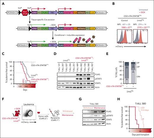 Constitutively active STAT5 promotes T-ALL progression and maintenance. (A) Schematic overview of the conditional and inducible STAT5B1∗6–targeted ROSA26 locus. Cre-mediated removal of the conditional NeoR STOP cassette leads to ROSA26-based reverse tetracycline-transactivator 3 (rtTA3) expression and availability of the tetracycline response element (TRE). Doxycycline (DOX) administration leads to inducible expression of the FLAG-tagged STAT5B1∗6 oncogene, which can be monitored by mCherry reporter expression. (B) Representative flow cytometric analysis of mCherry expression in DN3a thymocytes from 6-week-old CD2-rtTA3-STAT5B1∗6 (Control) and CD2-rtTA3-STAT5B1∗6; Lmo2Tg (Lmo2Tg) mice maintained or not on doxycycline-enriched diet (DOX; red). MFI ± SEM, 2-way ANOVA with Tukey correction test; ∗∗P < .01, ∗∗∗P < .001 compared with untreated (gray). (C) Kaplan-Meier curves of the time to leukemia for WT, CD2-rtTA3-STAT5B1∗6, Lmo2Tg, and CD2-rtTA3-STAT5B1∗6; Lmo2Tg mice maintained on DOX-enriched diet (). Log-rank (Mantel-Cox) test; ∗∗P < .01 as compared with Lmo2Tg littermates. All malignant thymic tumors were diagnosed at necropsy median time to leukemia (days) is indicated. All malignant thymic tumors were diagnosed at necropsy. (D-E) Levels of the FLAG-tagged STAT5B1∗6 oncoprotein, phosphorylated STAT5 (pSTAT5), and total STAT5 (D), as well as proportion of T-cell populations (%; E), in T-ALL cells harvested from the thymus of Lmo2Tg and CD2-rtTA3-STAT5B1∗6; Lmo2Tg mice at the onset of disease. Actin was used as a loading control. Immature CD4−CD8− (DN), CD4+CD8+ DP, and mature CD4+CD8− and CD4−CD8+ SP populations are indicated. Mean ± SEM, 2-way ANOVA with Tukey correction test; ∗P < .05 compared with mice maintained on standard diet. (F) Flow cytometry analysis and schematic representation of the transplantation strategy of primary STAT5B1∗6–expressing Lmo2Tg (Cd45.2+) leukemia cells into sublethally irradiated Cd45.1+ recipients maintained or not on DOX-enriched diet. (G) Expression of the FLAG-tagged STAT5B1∗6 oncoprotein and resulting pSTAT5 in leukemic cells from the thymus of 3 recipients per cohort was confirmed by western blot. Actin was used as a loading control. (H) Kaplan-Meier curves of the time to leukemia for recipients transplanted with primary CD2-rtTA3-STAT5B1∗6; Lmo2Tg T-ALL 580, with leukemia growth delay (LGD; days) indicated between cohorts of mice maintained (maintenance; dark red) or not (withdrawal; light red) on DOX-enriched feed. Log-rank (Mantel-Cox) test (N = 6 per cohort); ∗∗P < .01 as compared with maintenance recipients. IRES: internal ribosome entry site; LUC: luciferase; PURO: puromycin resistance sequence; T2A: Thosea asigna virus 2A self-cleaving peptide sequence.