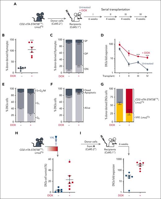 Functional characterization of STAT5B1∗6-expressing Lmo2Tg pre-LSCs. (A) Scheme for serial transplantation into primary (I), secondary (II), tertiary (III), and quaternary (IV) recipients, using CD2-rtTA3-STAT5B1∗6; Lmo2Tg thymocytes. (B) Proportion of donor-derived (Cd45.2+) cells enumerated in the thymus of primary recipient mice. Mean ± SEM, Student t test, ∗∗∗P < .001. (C) Immunophenotype of donor-derived cells in the thymus of primary recipients. DN, DP, and SP represent the CD4−CD8− double-negative, CD4+CD8+ DP, and CD4+CD8− single-positive with CD4−CD8+ single-positive populations, respectively. Mean ± SEM, Student t test (N = 6), ∗∗∗P < .001. (D) Fold expansion of donor-derived CD2-rtTA3-STAT5B1∗6; Lmo2Tg DN3a cells in the thymus of serially injected recipients maintained (+DOX) or not (untreated) on DOX-enriched feed. Mean ± SEM, 2-way ANOVA with Tukey correction test; ∗P < .05, ∗∗∗P < .001 compared with mice maintained on standard diet. (E-F) Cell-cycle (E) and apoptosis (F) analysis in DN3a thymocytes from CD2-rtTA3-STAT5B1∗6; Lmo2Tg mice after 7 days administration of DOX. Mean ± SEM, 2-way ANOVA with Tukey correction test; ∗P < .05, ∗∗∗P < .001 compared with mice maintained on standard diet. (G) Competitive assay of LSCs assessed by flow cytometry 4 weeks after transplantation of equal numbers of CD2-rtTA3-STAT5B1∗6; Lmo2Tg, and YFP; Lmo2Tg (yellow) thymocytes into sublethally irradiated recipients. Proportion of donor-derived CD2-rtTA3-STAT5B1∗6; Lmo2Tg (gray or red) and YFP; Lmo2Tg (yellow) DN3a thymocytes from recipients maintained (+DOX) or not maintained on doxycycline-enriched feed. Mean ± SEM, 2-way ANOVA with Tukey correction test; ∗P < .05, ∗∗P < .01 compared with YFP; Lmo2Tg cells. (H) Survival of DN3a thymocytes from CD2-rtTA3-STAT5B1∗6; Lmo2Tg mice treated with induction-like therapy for T-ALL (VXL43) after 7 days administration of DOX. Numbers of DN3a thymocytes in mice treated with vehicle (supplemental Figure 3B) was used as reference and defined as 100%. Mean ± SEM, 2-way ANOVA with Tukey correction test; ∗P < .05, ∗∗P < .01, and ∗∗∗P < .001. (I) Fold expansion of donor-derived DN3a cells enumerated in the thymus of recipients injected with CD2-rtTA3-STAT5B1∗6; Lmo2Tg thymocytes from panel H. Mean ± SEM, 2-way ANOVA with Tukey correction test; ∗P < .05.