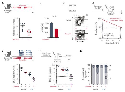 Inhibition of STAT5 targets Lmo2Tg pre-LSCs. (A-C) Treatment schematic and absolute numbers of DN3a T-cell progenitors (A), levels of activated STAT5 (pSTAT5) in DN3a cells (B) and representative flow cytometry analysis of T-cell populations (C) in the thymus of 6-week old Lmo2Tg mice following treatment with vehicle or pimozide. Mean ± SEM, Student t test; ∗∗P < .01 and ∗∗∗P < .001 compared with vehicle. (D) Pre-LSC frequency within the DN3a thymocyte population of Lmo2Tg mice treated with vehicle or pimozide assessed by limiting dilution assays. Mice were scored positive when T-cell lineage reconstitution was more than 1%, as previously described.56 Pre-LSC frequencies (95% confidence intervals) were calculated from 2 biological replicates. (E) Treatment schematic and absolute numbers of DN3a cells in the thymus of 6-week-old Lmo2Tg mice following administration of 2 rounds of vehicle and pimozide, alone or combined with VXL chemotherapy. Mean ± SEM, 2-way ANOVA with Tukey correction test; ∗∗∗P < .001 compared with vehicle; ###P < .001, as compared with VXL. (F-G) Fold expansion of DN3a thymocytes (F) and immunophenotype of donor-derived (Cd45.2+) thymocytes (G) from Lmo2Tg mice treated with either vehicle, pimozide, VXL, or combination therapy, analyzed 8 weeks posttransplant into sublethally irradiated Cd45.1+ recipients. Immature CD4−CD8− (DN), CD4+CD8+ DP, and mature CD4+CD8− and CD4−CD8+ SP populations are indicated. Mean ± SEM, 2-way ANOVA with Bonferroni correction test; ∗P < .05, ∗∗P < .01, and ∗∗∗P < .001 compared with vehicle; ##P < .001 compared with VXL.