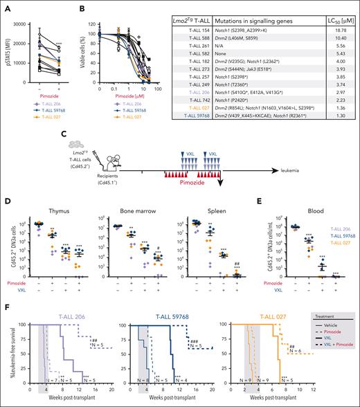 Efficacy of STAT5 inhibition against LSCs from primary Lmo2Tg T-ALL. (A) Relative levels of activated STAT5 (pSTAT5) in leukemic DN3a cells from primary Lmo2Tg T-ALL treated with pimozide (1 μM), after in vitro stimulation of the IL-7 signaling pathway. Primary leukemias are indicated; unstimulated leukemic DN3a cells treated with vehicle were used as control. Mean ± SEM, 2-way ANOVA with Bonferroni correction test; ∗∗∗P < .001 as compared with vehicle. (B) Relative viability (%) of primary Lmo2Tg leukemic cells treated with increasing concentration of pimozide for 48 hours (left). Viability was normalized to vehicle-treated cells with experiments performed in duplicates or triplicates. Mutations of growth factor-induced signaling pathways and median LC50 of pimozide for each primary Lmo2Tg T-ALL (right). (C) Experimental schematic for testing the efficacy of pimozide, VXL, and combination therapy in sublethally irradiated Cd45.1+ recipients injected with Lmo2Tg primary leukemias. (D-E) Absolute numbers of leukemic DN3a cells in the thymus, bone marrow, and spleen (D), as well as in the peripheral blood (E) of recipients, 24 hours after the last administration of pimozide, VXL, and combination therapy. Primary leukemias are indicated on the right. Mean ± SEM, 2-way ANOVA with Tukey correction test; ∗∗∗P < .001 compared with vehicle; #P < .05 and ##P < .01 compared with VXL. (F) Kaplan-Meier curves of sublethally irradiated recipients injected with Lmo2Tg primary T-ALL, treated with pimozide, VXL, or combination therapy. Log-rank (Mantel-Cox) test; ∗P < .05, ∗∗P < .01, and ∗∗∗P < .001 compared with vehicle; ##P < .01 and ###P < .001 compared with VXL. The period of administration is indicated in light gray.