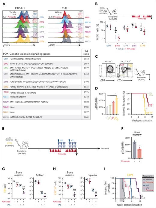Antileukemic activity of pimozide in human T-ALL. (A) Levels of STAT5 activity (pSTAT5) in ETP-ALL and mature T-ALL cells from human xenografts (top) treated with vehicle and pimozide, after in vitro stimulation with IL-7 (light area). Levels in unstimulated xenograft cells treated with vehicle were used as control (solid contour line). MFI from 3 technical replicates, Student t test; ∗∗∗P < .001 as compared with stimulated cells. Mutations of growth factor-induced signaling pathways and stimulation-inhibition (S/I) ratio of pimozide for each patient-derived ETP-ALL and mature T-ALL xenografts (bottom). The amino acid position for each mutation is shown, fs means frameshift, del means deletion. For the complete list of mutations in each patient-derived xenograft (PDX) refer to the supplemental Table 1. (B) Experimental schematic for testing the efficacy of pimozide in different ETP-ALL PDX models. Sublethally irradiated NSG recipients were randomized and subsequently treated when the average proportion of human leukemic cells reached 1% in the peripheral blood. Proportion of patient-derived leukemic cells (%hCD45+) in the peripheral blood of recipients at 24 hours after the last dose of pimozide was administered. 2-way ANOVA with Tukey correction test; ∗P < .05 as compared with vehicle. (C) Flow sorting strategy for transplantation of purified leukemic KIT−CD38−CD34− (TN), KIT+CD38−CD34− (KDN), KIT+CD38+CD34− (K38+), and KIT+CD38+CD34+ (K38+34+) populations of ETP6 xenograft cells. Indicated leukemic populations were purified and injected (3 × 104 cells) into sublethally irradiated immunocompromised NSG recipients. Kaplan-Meier curves of mice injected with purified TN, KDN, K38+, and K38+34+ populations (N = 5) from ETP6 human xenografts. Log-rank (Mantel-Cox) test; ∗∗P < .01 compared with K38+. (D) Levels of pSTAT5 in TN, KDN, K38+, and K38+34+ populations from ETP6 cells. MFI ± SD, 2-way ANOVA with Tukey correction test; ∗P < .05. (E) Experimental schematic for testing the efficacy of pimozide, VXL, and combination therapy in the ETP6 xenograft model of human ETP-ALL. Sublethally irradiated NSG recipients were randomized after engraftment was confirmed in the peripheral blood, and subsequently treated when the average proportion of human leukemic cells in the peripheral blood reached 1%. (F) Levels of pSTAT5 in ETP6 patient-derived cells, harvested from the bone marrow of recipients 24 hours after the last administration of pimozide, assessed by flow cytometry. MFI ± SEM, Student t test; ∗∗P < .01. (G-H) Absolute number of ETP6 (G) and K38+34+ (H) leukemic cells in the bone marrow and spleen of recipients analyzed 24 hours after the last drug injection. Mean ± SEM, 2-way ANOVA with Tukey correction test; ∗∗P < .01 and ∗∗∗P < .001 as compared with vehicle; ##P < .01 and ###P < .001 compared with VXL. (I) Kaplan-Meier curves of sublethally irradiated recipients injected with ETP6, administered with either vehicle or pimozide, as a single agent or in combination with VXL chemotherapy. Log-rank (Mantel-Cox) test; ∗∗P < .01 and ∗∗∗P < .001 compared with vehicle; ###P < .001 compared with VXL. The period of administration is indicated in light gray, with the number of recipients for each cohort indicated.