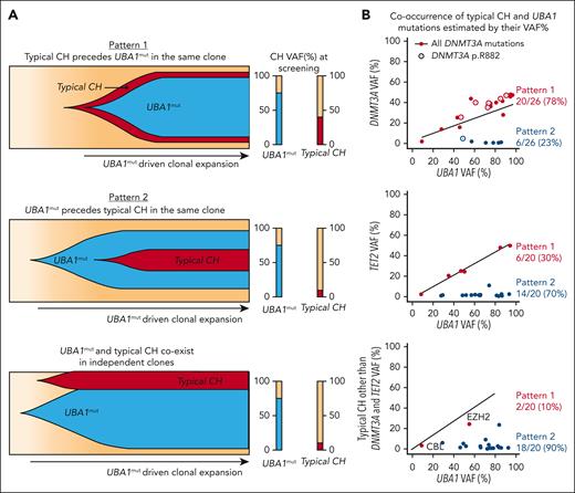 Characterization of clonal dynamics in VEXAS via integrated ECS bulk sequencing and single-cell proteogenomic analysis. (A) Patterns of clonal trajectories. In VEXAS, increased cell fitness is primarily driven by UBA1 loss-of-function. Considering that UBA1 gene is located on chromosome X and all patients are male, cooccurrence with heterozygous typical CH mutations follow 2 major patterns that can be inferred by their VAF at PB: (1) pattern 1 is seen when typical CH precedes UBA1mut in a cell. Upon emergence of an UBA1 mutation, cells carrying both typical CH and UBA1 expand rapidly. Typical CH and UBA1 likely coexist in the same cell when their VAF follow a linear ratio of 1:2, or higher (Pattern 1). In contrast, pattern 2 is observed when UBA1mut precedes the acquisition of typical CH in the same cell or independently coexist with typical CH clones. In this case, the VAF of typical CH mutations and UBA1mut, which is commonly the dominant clone, follow no linear correlation at PB. (B) Clonal patterns of DNMT3A, TET2, and other typical CH mutations estimated based on their VAFs in the PB. Most DNMT3A mutations follow pattern 1, including the ones in the p.R882 hot spot. In contrast, TET2 and other typical CH mutations follow pattern 2.