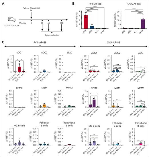 RPMFs robustly take up OVA (a “weak” immunogen) but not FVIII. (A) Experimental timeline. S129/C57BL/6 HA mice were injected IV with FVIII-AF488 or OVA-AF488 (n = 3-5 per group). After 30 to 180 minutes, the spleens were collected for flow cytometry. (B) Quantification of FVIII-AF488+ or OVA-AF488+ cells in cDC1s (CD8α+CD11b–CD11c+), cDC2s (CD8α–CD11b+CD11c+), pDCs (PDCA-1+CD11c+), and RPMFs (F4/80+CD11b–) 1 hour after administration of 5 μg FVIII-AF488 or OVA-AF488. (C) Quantification of FVIII-AF488+ or OVA-AF488+ cells in cDC1s (CD8α+CD11b–CD11c+), cDC2s (CD8α–CD11b+CD11c+), pDCs (PDCA-1+CD11c+), RPMFs (F4/80+CD11b–), MZMs (F4/80loCD11b+TIM-4hi), MMMs (F4/80loCD11b+TIM-4lo), MZ B cells (B220+CD21hiCD23lo/–), transitional B cells (B220+CD21−CD23lo/−), and follicular B cells (B220+CD21medCD23lo/–), 30 to 180 minutes after injection of 10 μg FVIII-AF488 or OVA-AF488. Shown are means ± SD, and P values from analysis of variance. MMMS, marginal metallophilic macrophages.