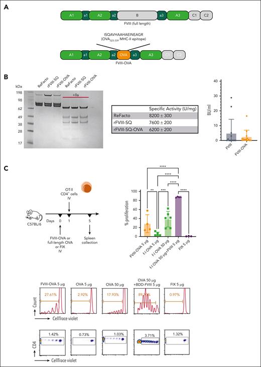 Systemically administered FVIII-OVA induces more robust in vivo proliferation of CD4+ T cells than OVA. (A) Schematic diagram of FVIII-OVA (FOVA) in comparison with WT FVIII. In FOVA, the B domain was replaced with the immunodominant MHC-II epitope of chicken OVA. (B) Sodium dodecyl sulfate polyacrylamide gel electrophoresis analysis of and inhibitor formation in response to FOVA (mean ± SD). Sodium dodecyl sulfate polyacrylamide gel electrophoresis analysis of 2 μg rFVIII-SQ and rFVIII-SQ-OVA in the presence or absence of 100 nM thrombin. The gel was stained with Coomassie blue. A comparison with a commercially available rFVIII, ReFacto, is shown. Specific activity was determined by partial thromboplastin time one-stage clotting assay measurement relative to protein concentration. Data are shown as mean ± standard error measurements from duplicate experiments. For inhibitor assay, C57BL/6 HA mice received 4 weekly IV injections of 1.5 IU (300 ng) FOVA or B domain-deleted (BDD)-FVIII. Inhibitor titers were measured 1 week after the last injection. (C) WT C57BL/6 mice (n = 3-6) received 5 μg FOVA, full-length OVA (5 μg or 50 μg), BDD-FVIII (5 μg) + full-length OVA (50 μg), or FIX (5 μg) IV. One day later, CD4+ T cells were magnetically sorted from OT-II mice, labeled with CTV, and adoptively transferred to the experimental C57BL/6 mice. Four days later the spleens were collected for flow cytometry analysis of proliferation. The plots show a summary of percentage proliferation (mean ± SD), representative proliferation histograms, and respective dot plots.