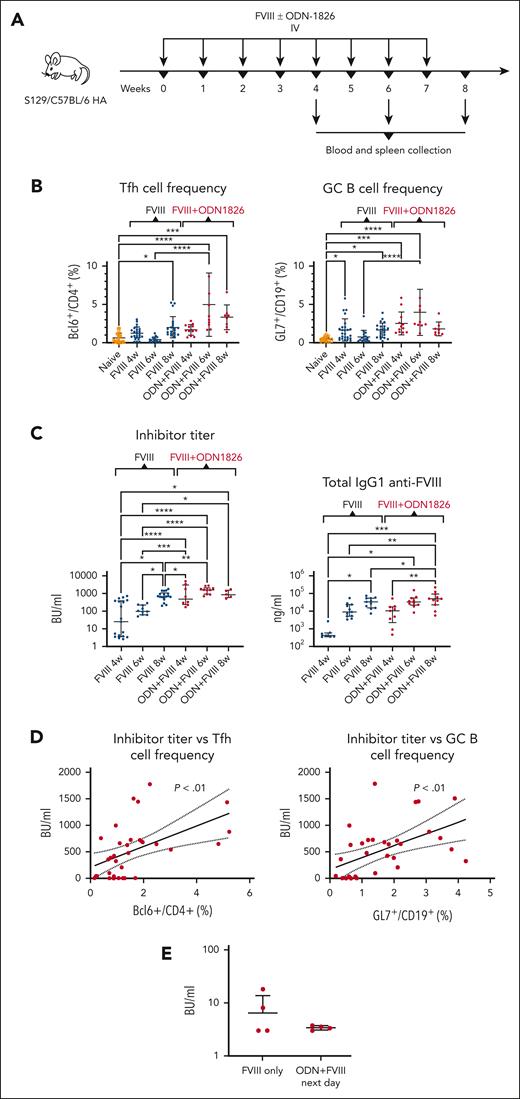 TLR9 stimulation accelerates Tfh cell, GC B cell, and antibody responses to FVIII. (A) Experimental timeline. S129/C57BL/6 HA mice received repeated (4, 6, or 8) weekly injections of FVIII (1.5 IU) with or without ODN1826 (50 μg) IV (n = 5-27 per group). Blood samples and the spleens were collected for flow cytometry analysis, ELISA, and Bethesda assays, 1 week after the last injection. (B) Tfh cell (CD4+CXCR5+PD-1+Bcl-6+FoxP3−) and GC B cell (CD19+CD95+GL7+) frequencies after 4, 6, or 8 weekly injections of FVIII (1.5 IU) with or without ODN1826 (50 μg) IV. (C) Inhibitor and FVIII-specific IgG1 titers after 4, 6, or 8 weekly injections of FVIII (1.5 IU) with or without ODN1826 (50 μg) IV. (D) Correlations of Tfh or GCB cell frequencies and inhibitor titers. P values and 95% CIs were determined for Pearson correlation coefficients. (E) Inhibitor titers (mean ± SD) in S129/C57BL/6 HA mice that received 4 weekly injections of FVIII only or FVIII and ODN1826 administered separately on 2 consecutive days (first ODN1826, then FVIII on the following day). (B and C) Shown are mean ± SD and P values from analysis of variance. ELISA, enzyme-linked immunosorbent assay.
