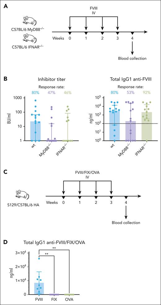 Inflammatory signaling–deficient mice are less likely to develop FVIII inhibitors. (A) Experimental timeline. WT C57BL/6, MyD88–/–, and IFNAR–/– mice received 4 weekly injections of FVIII (2.5 IU) IV (n = 13-15 per group). Blood samples were collected for ELISA and Bethesda assays 1 week after the last injection. (B) Inhibitor and FVIII-specific IgG1 titers in WT and knockout mice 1 week after the last FVIII injection. The dotted horizontal line is an approximate sensitivity cut-off for ELISA. Shown are medians ± IQRs. (C) Experimental timeline. S129/C57BL/6 HA mice received 4 weekly injections of FVIII, FIX, or OVA (300 ng each) IV (n = 7-9 per group). Blood samples were collected for ELISA and Bethesda assays 1 week after the last injection. (D) FVIII-, FIX-, or OVA-specific IgG1 titers 1 week after the last injection. Shown are mean ± SD, and P values from analysis of variance. ELISA, enzyme-linked immunosorbent assay.