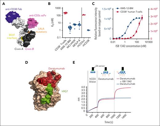 ISB 1342 properties and binding. (A) Schematic 3D representation of ISB 1342, a bispecific antibody based on the BEAT technology with a Fab targeting CD38, an scFv targeting CD3ϵ, and a Fc carrying the LALA (L234A, L235A) mutation. The model was generated using the BioLuminate software (Schrödinger, New York, NY). (B) Mean ± SD of KD determined either on CD38- T cells (n = 12 donors in 3 independent experiments) and MM cell lines, KMS-12-BM (20 measures from n = 14 independent experiments), NCI-H929 (12 measures from n = 5 independent experiments) and MOLP-8 (9 measures from n = 3 independent experiments), or recombinant human proteins CD3ϵδ (n = 5 independent experiments) and CD38 (n = 3 independent experiments). (C) Representative binding of ISB 1342 on CD38– human healthy T cells (mean ± SD of 4 donors) and KMS-12-BM MM cell line (1 representative measurement from 1 experiment). (D) Epitope mapping of daratumumab and ISB 1342 on CD38. Residues in dark red represent the CD38 residues in a 4 Å radius from the daratumumab chain in the crystal structure of 7DHA. Linear peptide mapping by SPR as well as site-directed mutagenesis were used to determine the binding epitope of ISB 1342 on CD38, shown in green on the CD38 chain of crystal structure 7DHA (in beige color). (E) ISB 1342 does not compete with daratumumab and can engage CD38 prebound by daratumumab. Biotinylated human CD38 protein was loaded on a streptavidin SA biosensor. The biosensor with immobilized CD38 was then dipped in a solution of daratumumab in kinetic buffer to reach saturation of the surface. Then, a saturated biosensor was dipped into a premixed solution of daratumumab + ISB 1342 at equimolar concentrations (red curve) or daratumumab only (blue curve). Plots show binding to the sensor tip as a wavelength shift (response, in nm; y-axis) vs time (in sec; x-axis).