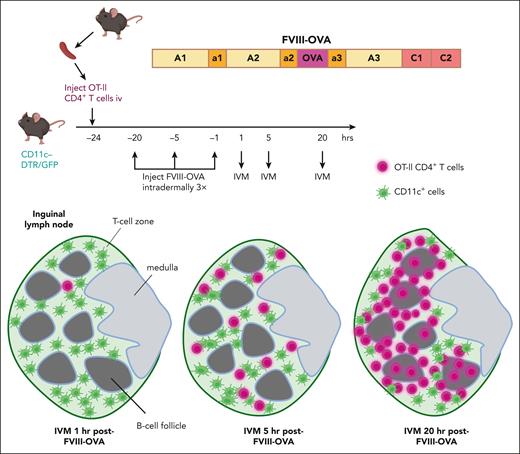 Tracking of specific CD4+ T cells following FVIII administration. CD4+ T cells from OT-II mice, which recognize an immunodominant OVA peptide that was engineered into a FVIII-OVA hybrid protein, were labeled with cell trace violet. These cells were then adoptively transferred into transgenic C57BL/6-CD11c-DTR/GFP mice, which were subsequently injected intradermally with 5 μg of FVIII-OVA 1, 5, or 20 hours before performing IVM of the draining lymph node. The violet T cells initially entered the green (CD11c+GFP+) T-cell zone, and by 20 hours after FVIII-OVA injection, most of these cells were clustered at the T-B cell zone at the border of B-cell follicles. This trafficking pattern suggested they had differentiated into T-follicular cells by 20 hours after exposure to FVIII-OVA. DTR, diphtheria toxin receptor; GFP, green fluorescent protein.