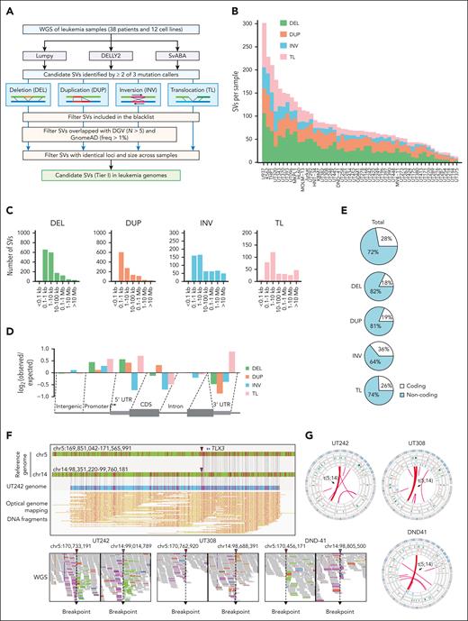 Identification of SVs in leukemia genomes. (A) Schematic overview of the analytical pipeline to identify SVs from WGS. (B) Bar plot depicting the number of tier I SVs identified per sample. Each color within each bar represents a unique class of SV. (C) Bar plots showing the size distribution of SVs (distance between 2 break points). For TL, only intrachromosomal TL are included for analysis. (D) Bar plots showing relative enrichment or depletion of SVs within genomic region. Positive and negative log2 observed/expected ratios indicate enrichment and depletion of SVs, respectively. (E) Pie charts showing the distribution of total SVs and individual SV classes in the coding vs noncoding genome. (F) Identification of a representative t(5;14) TL by WGS and OGM in UT242. Coordinates correspond to the human hg19 genome assembly. Arrowheads indicated so-called chromosomal break points. The piled WGS paired reads supporting the detected TL are indicated on the bottom. The pink and green colored reads indicate the forward and reverse orientations, respectively. (G) Circos plots of recurrent t(5;14) in independent samples.