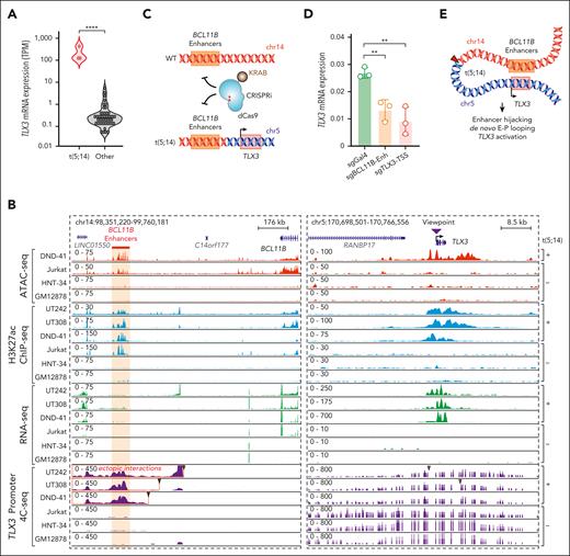Enhancer hijacking activates TLX3 in t(5;14) leukemia. (A) Violin plot showing TLX3 mRNA expression in t(5;14)-containing samples vs other samples without t(5;14). (B) Genome browser tracks for ATAC-seq, H3K27ac ChIP-seq, RNA-seq, and 4C-seq for t(5;14)-positive (DND-41, UT242, and UT308) and t(5;14)-negative (Jurkat, HNT-34, and GM12878) cells. The purple arrowhead indicates the 4C-seq viewpoint. Coordinates correspond to hg19 genome assembly. Jurkat, HNT-34, and GM12878 represent negative controls for T-lymphoid, myeloid, and B-lymphoid lineages, respectively. (C) Schematic overview of CRISPRi-mediated perturbation of the BCL11B enhancers or the TLX3 transcription start site (TSS). (D) Expression of TLX3 mRNA upon CRISPRi-mediated enhancer and promoter repression in DND-41 cells normalized to GAPDH. Results are mean ± standard deviation (SD) (N = 3 biological replicates) and were analyzed by a Student t test. ∗∗P < .01, ∗∗∗∗P < .0001. (E) Schematic representation of enhancer hijacking for TLX3 activation in t(5;14) leukemia.