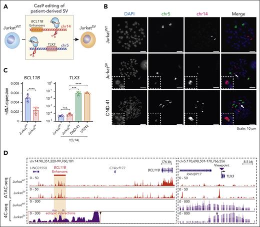 Engineered t(5;14) is not sufficient for TLX3 activation. (A) Schematic overview of the experimental strategy for CRISPR-mediated genome editing to generate t(5;14) isogenic Jurkat cells using UT242-associated chromosomal break points. JurkatWT indicates parental cell line, whereas JurkatSV indicates t(5;14)-edited clonal cell line. (B) Detection of t(5;14) in DND-41 and Jurkat cells by DNA FISH on metaphase chromosomes. Dotted boxes and arrows mark t(5;14) alleles. (C) Expression of BCL11B and TLX3 mRNA in parental and edited Jurkat cells normalized to GAPDH. Results are mean ± SD (N = 6 biological replicates) and analyzed by a Student t test. ∗∗∗P < .001, ∗∗∗∗P < .0001, n.s. not significant. (D) Genome browser tracks for chr5 and chr14 showing ATAC-seq and 4C-seq in parental and edited Jurkat cells. Coordinates correspond to hg19 genome assembly. The purple arrowhead indicates the 4C-seq viewpoint.