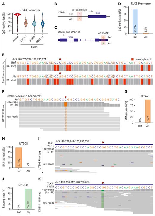 Allele-specific regulation of TLX3 by enhancer hijacking. (A) Violin plot with median and quartiles showing CpG methylation at the TLX3 promoter in t(5;14)-negative Jurkat and t(5;14)-positive (UT242, UT308, and DND-41) cells. (B) Schematic of single nucleotide polymorphism (SNP) rs138378198 identified by WGS in UT242, located 318 bp upstream of the TLX3 transcription start site. The reference (Ref) C and alternative (Alt) G allele sequences are indicated, allowing for allelic interrogation of DNA methylation and gene expression. (C) Schematic of SNP rs918472 identified by WGS in patient UT308 and DND-41 at the 3’UTR of TLX3. The reference (Ref) G and alternative (Alt) A allele sequences are indicated, allowing for interrogation of allele-specific TLX3 expression. (D) Bar plot representation of composite CpG methylation calculated from bisulfite sequencing reads mapped to Ref or Alt allele. (E) Genome browser track with nucleotide alignment coverage scores of bisulfite sequencing data in UT242. The nucleotide sequences within the 56 bp region of the TLX3 promoter are shown with SNP rs138378198 indicated as red diamonds. Chromosomal coordinates correspond to hg19 genome assembly. Nucleotide sequence color represents IGV genome browser viewer track color scheme. A, green; C, blue; G, brown; and T, red. Dashed boxes indicate CpG dinucleotides. Gray coverage bars underlying a given nucleotide denote correct alignment matches. The presence and relative proportion of coloration within these bars indicate which mismatched nucleotide is detected for a given position and the depth of sequencing reads carrying the mismatch, respectively. For bisulfite sequencing, an unmethylated C (blue) converted to T (red) is represented as red coloration underlying C bases, whereas methylated C are not converted. (F) Genome browser track with nucleotide alignment coverage scores and underlying raw reads of RNA-seq data in UT242. The nucleotide sequences within a 38 bp region of the TLX3 promoter are shown with SNP rs138378198 indicated as a red diamond. Chromosomal coordinates correspond to hg19 genome assembly. (G) Bar plot representation of the proportion of UT242 RNA-seq reads aligning to Ref or Alt allele. (H) Bar plot representation of the proportion of UT308 RNA-seq reads aligning to Ref or Alt allele. (I) Genome browser track with nucleotide alignment coverage scores and underlying raw reads of RNA-seq data in UT308. The nucleotide sequences within a 40 bp region of the TLX3 3’UTR are shown with SNP rs918472 indicated as a red diamond. Chromosomal coordinates correspond to hg19 genome assembly. (J) Bar plot representation of the proportion of DND-41 RNA-seq reads aligning to Ref or Alt allele. (K) Genome browser track with nucleotide alignment coverage scores and underlying raw reads of RNA-seq data in DND-41. The nucleotide sequences within a 40 bp region of the TLX3 3’UTR are shown with SNP rs918472 indicated as a red diamond.