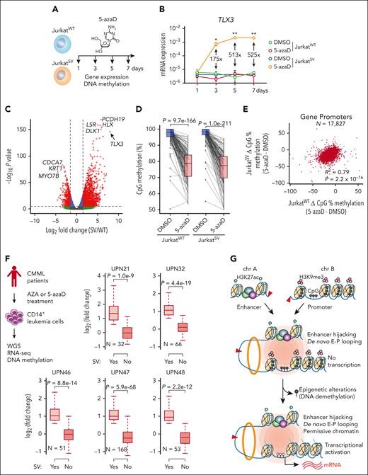 DNA methylation is an epigenetic barrier to enhancer hijacking. (A) Experimental strategy for 5-azaD–mediated DNA demethylation. (B) Expression of TLX3 mRNA following 5-azaD treatment in JurkatWT and JurkatSV cells normalized to GAPDH. Results are mean ± SD (N = 3 biological replicates) and analyzed by two-way ANOVA with Dunnett multiple comparison test. Fold changes and P values represent comparisons between dimethyl sulfoxide (DMSO) and 5-azaD treatment in JurkatSV cells. ∗P < .05, ∗∗P < .01. (C) Volcano plot of gene expression changes upon 5-azaD treatment in JurkatWT and JurkatSV cells (N = 3 biological replicates). Red dots indicate genes displaying log2 (fold change) ≥1.5 and an adjusted P value <1 × 10−6. (D) CpG methylation changes at the TLX3 promoter upon 5-azaD treatment in JurkatWT and JurkatSV cells. Average methylation levels were derived from 2 independent biological replicates. Differential methylation analysis was performed by the Fisher exact test. (E) Scatterplot of global methylation changes for all gene promoters in JurkatWT and JurkatSV cells and analyzed by Pearson correlation. Results are averaged methylation differences between 5-azaD and DMSO treatment from 2 replicate RRBS experiments. (F) Boxplots showing the mRNA expression changes of SV-associated genes (N) in SV-containing sample (yes) vs all other samples that do not contain the corresponding SVs (No) for 5 patients with CMML. The overview of treatment and experimental scheme is shown on the left. Boxes show median of the data and quartiles, and whiskers extend up to 1.5× of the interquartile range. P values were calculated by a one-sided paired t test. (G) Model for the cooperation between 3D genome organization and the epigenetic state of target genes as the molecular determinant of enhancer hijacking–mediated oncogenic transcription.