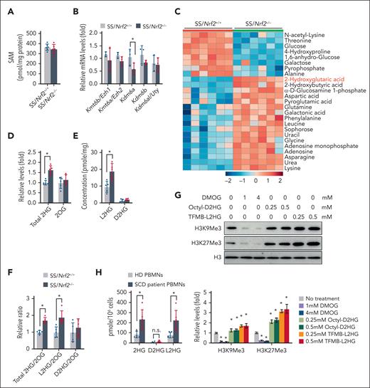 Nrf2 regulates L2HG production to affect histone methylation. (A) S-adenosyl methionine levels in spleen Ter119+ cells from SS/Nrf2+/+ and SS/Nrf2–/– mice. (B) Quantitative PCR determined the expression of selected core histone methylases and demethylases in spleen Ter119+ cells from SS/Nrf2+/+ and SS/Nrf2–/– mice. (C) GC-MS analysis of metabolite levels in SS/Nrf2+/+ and SS/Nrf2–/– mouse spleens (top 25 metabolites with differences are presented). (D) Relative levels of 2HG and 2OG in SS/Nrf2+/+ and SS/Nrf2–/– mouse spleens. (E-F) Levels of L2HG and D2HG (E) and their ratios with respect to 2OG (F) in SS/Nrf2+/+ and SS/Nrf2–/– mouse spleens after normalization to protein content. (G) Effect of cell-permeable 2OG (DMOG), D2HG (octyl-D-2HG) and L2HG (TFMB-L2HG) on H3K9Me3 and H3K27Me3 levels in EPs from patients with SCD. EPs were cultured for 12 days with H2O2 (200 μM)/hypoxia (1% O2) and treated with the indicated concentrations of DMOG, octyl-D-2HG, or TFMB-L2HG, and histone methylation levels were determined in the histone extracts. (H) Total 2HG, D2HG, and L2HG levels in PBMNs from HD and patients with SCD. Data represent mean ± SD (n = 6) (A-F,H) or 3 biological replicates (G). ∗P < .05. DMOG, dimethyl 2OG; TFMB-L2HG, trifluoromethylbenzyl ester derivative of L2HG.