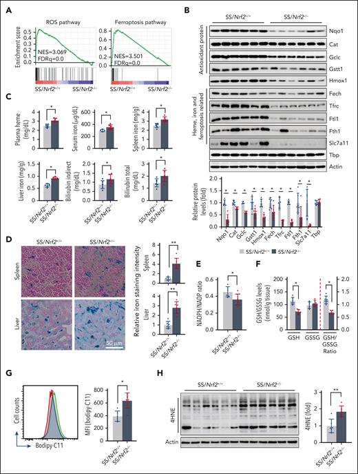 Nrf2 and L2HG regulate ferroptosis in SCD. (A) RNA-seq determined that ROS and ferroptosis significantly affect signaling pathways in Nrf2 ablated SCD mouse bone marrow Ter119+ cells (n = 3). (B) Immunoblotting showing the expression of Nrf2 targeted proteins that were involved in antioxidant (Nqo1, Cat, Gclc, and Gstt1) and ferroptosis stress responses (Hmox1, Fech, Tfrc, Ftl1, Fth1, and Slc7a11) in SS/Nrf2+/+ and SS/Nrf2–/– spleens. The transcription factor Tbp and β-actin are loading controls. (C) Distinct levels of heme, iron, and bilirubin in the serum, spleen, and liver of SS/Nrf2+/+ and SS/Nrf2–/– mice. (D) Iron levels in SS/Nrf2+/+ and SS/Nrf2–/– mouse spleens and liver tissues by Prussian Blue staining (relative staining intensity) (right). (E-F) NADPH:NADP+ ratio (E), GSH and GSSG levels, and GSH:GSSG ratio (F) in the spleens of SS/Nrf2+/+ and SS/Nrf2–/– mice. (G) Flow cytometry analysis of lipid peroxidation levels in spleen Ter119+ cells of SS/Nrf2+/+ and SS/Nrf2–/– mice after stained with C11-Bodipy. (H) Immunoblotting showing the lipid peroxidation levels of 4HNE production in the spleen of SS/Nrf2+/+ and SS/Nrf2–/– mice. Data represent mean ± SD of 3 biological replicates. ∗P < .05; ∗∗P < .01. In panels B-C, a one-way analysis of variance (ANOVA) with Bonferroni multiple comparison test was used for statistical analysis. 4HNE, 4-hydroxynonenal; NADPH, reduced NADP; Tbp, TATA-box binding protein.