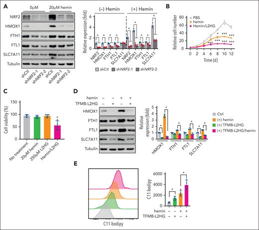 Nrf2 silencing enhances the ferroptosis induced by hemin in EPs from patients with SCD. (A) Immunoblotting showing the effect of shNRF2 and hemin treatment on the expression of NRF2 and ferroptosis stress response proteins in 12-day cultured EPs from patients with SCD. (B-C) Cell proliferation (B) and viability (C) of EPs from patients with SCD cultured with TFMB-L2HG, hemin, or both at the indicated concentrations. (D-E) Effect of TFMB-L2HG (250 μM) and hemin (20 μM) treatment on ferroptosis stress response proteins in EPs from patients with SCD via immunoblotting (D), and flow cytometry analysis of lipid peroxidation levels stained with C11-Bodipy (E). Data represent the mean ± SD of 3 biological replicates. In panel A, a one-way ANOVA with Bonferroni multiple comparison test was used for statistical analysis. ∗P < .05; ∗∗P < .01; ∗∗∗P < .001. Ctrl, control.