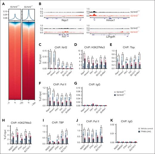 Nrf2 ablation and L2HG accumulation affect the chromatin structure of target genes. (A) ChIP-seq analysis of the enrichment of H3K27Me3 around gene promoters (± 3kb) in bone marrow Ter119+ erythroid cells of SS/Nrf2+/+ and SS/Nrf2–/– mice. (B) ChIP-seq data tracks for H3K27Me3 enrichment at representative antioxidant (Nqo1), iron/heme metabolism (Hmox1 and Ftl1) and L2hgdh gene loci in the bone marrow Ter119+ erythroid cells of SS/Nrf2+/+ and SS/Nrf2–/– mice. A schematic representation of genes is shown below the panels, with the blue arrow indicating the TSS and gene orientation. The data are representative of biological triplicate samples. (C-G) ChIP-PCR analysis of the association of Nrf2 (C), H3K27Me3 (D), Tbp (E), and Pol II (F) with the promoter regions of antioxidant (Nqo1, Cat, Gclc, and Gstt1) and iron/heme metabolism (Hmox1, Fth1, Ftl1, Slc7a11, and Slc40a1) related genes in SCD mouse bone marrow Ter119+ cells after normalization to the input. Normal rabbit immunoglobulin G was used as an antibody control (G). (H-J) ChIP-PCR analysis of the association of H3K27Me3 (H), TBP (I), and RNA Pol II (J) with antioxidant (NQO1) and iron/heme metabolism (HMOX1, FTH1, FTL1, and SLC7A11) gene loci in erythroid progenitor from patients with SCD cells after TFMB-L2HG (250 μM) treatment. (K) Immunoglobulin G was used as an antibody control. Data represent mean ± SD of 3 biological replicates (n = 3). ∗P < .05. For panels C-F and H-J, a one-way ANOVA with Bonferroni multiple comparison test was used for statistical analyses.