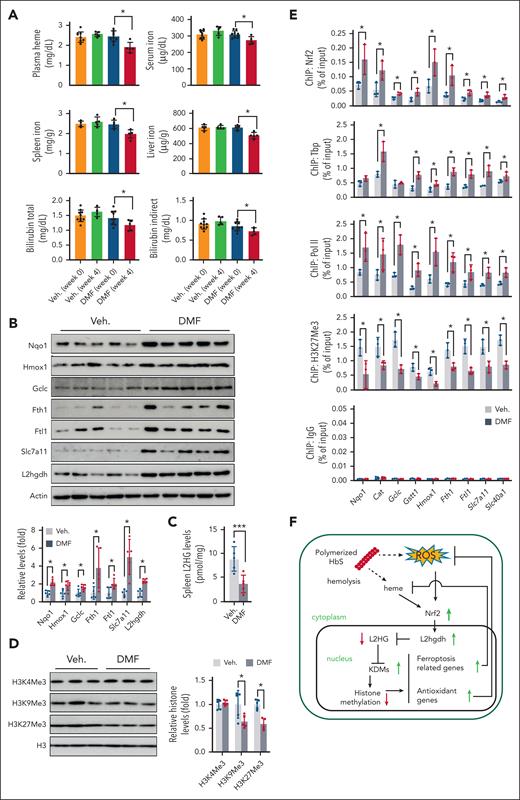 Nrf2 activation reverses SCD ferroptosis stress. (A) Levels of heme, nonheme iron, and bilirubin (total and indirect) in SCD mice before and after chronic DMF or vehicle 0.08% hydroxyethyl cellulose (Veh) treatment. (B) Immunoblotting showing the expression of antioxidants (Nqo1 and Gclc), ferroptosis stress response proteins (Hmox1, Fth1, Ftl1, and Slc7a11), and L2hgdh in the spleen Ter119+ cells of SCD mice. (C) L2HG levels in spleen Ter119+ cells from SCD mice. (D) Immunoblotting showing histone methylation in the histone extracts of spleen Ter119+ cells of SCD mice. (E) ChIP-PCR analysis of the association of Nrf2, Tbp, RNA Pol II, and H3K27Me3 with the promoter regions of antioxidant (Nqo1, Cat, Gclc, and Gstt1), and ferroptosis stress response genes (Hmox1, Fth1, Ftl1, Slc7a11, and Slc40a1) in the SCD mouse spleen Ter119+ cells. Data represent mean ± SD (n = 3-10). ∗P < .05. (F) Schematic depicting the Nrf2 function in SCD EPs. ROS stress and heme accumulation from chronic hemolysis activate Nrf2 and subsequently L2hgdh expression to reduce the levels of L2HG. Reduced L2HG increases the enzymatic activities of α-ketoglutarate–dependent hydroxylases such as KDM and thus decreases global histone methylation, which further leads to the upregulated expression of antioxidant and ferroptosis-related genes to protect against heme and ROS stress. For panels B and E, a one-way ANOVA with Bonferroni multiple comparison test was used for the statistical analyses. Veh., vehicle.