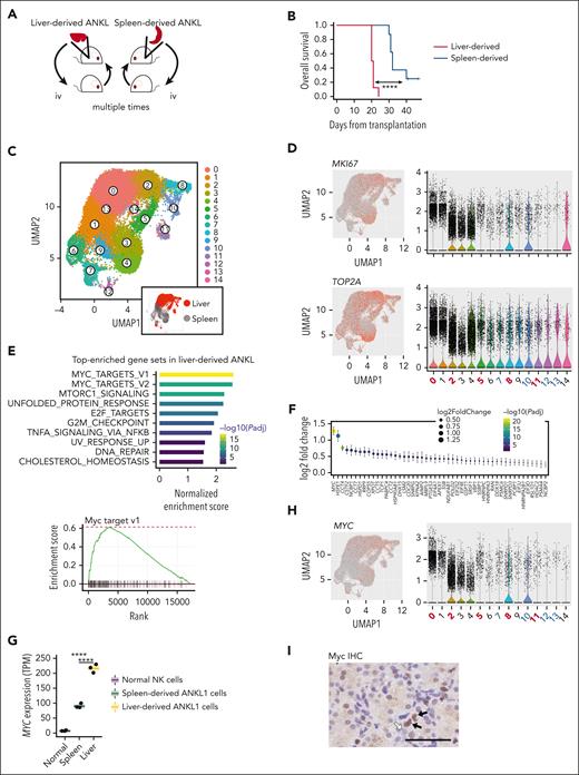 Liver-derived ANKL cells acquire a more aggressive phenotype characterized by an enriched Myc pathway. (A) Schema for generating organ–derived ANKL cells. To select liver-derived cells, ANKL cells were collected from the PDX liver and transplanted into a mouse. After 3 to 4 weeks, cells were again collected from the liver of this mouse and transplanted into another mouse. We repeated the procedure 10 times in total. Spleen-derived ANKL cells were selected in the same way from PDX spleens. (B) Survival curve of PDX mice transplanted with 1 × 103 liver- or spleen-derived ANKL1 cells (n = 8 in each group). (C) Merged uniform manifold approximation and projection (UMAP) of liver-derived ANKL1 cells (17 039 cells) and spleen-derived ANKL cells (14 034 cells) (left). Liver-derived cells were isolated from the liver of PDX transplanted with liver-derived ANKL1 cells and spleen-derived cells were isolated from the spleen of PDX transplanted with spleen-derived ANKL1 cells (n = 1 for each cell type). Liver-derived ANKL1 cells are highlighted in red (right lower). Clusters 0, 2, 5, 8, and 11 are mainly composed of liver-derived cells; clusters 1, 3, 4, 6, 9, and 14 are spleen-derived cells; clusters 7, 10, 12, and 13 are mixed with liver- and spleen-derived cells. (D) Expression levels of typical cell cycle marker genes, MKI67 and TOP2A, were overlaid on a UMAP representation (left) and their violin plots are shown on the right. (E) The top 10 enriched gene sets listed by GSEA using hallmark gene sets of the Molecular Signature Database in liver-derived ANKL1 cells compared with those in spleen-derived ANKL1 cells (left). Enrichment plot of hallmark Myc targets v1 (right). (F) Comparison of significantly differentiated leading-edge genes in the hallmark Myc target v1 between liver- and spleen-derived ANKL1 cells. (G) Gene expression levels of MYC in normal NK cells, spleen-derived ANKL cells, and liver-derived ANKL cells. (H) The expression level of MYC was overlaid on a UMAP representation (left) and its violin plot is shown on the right. (I) Immunohistochemistry (IHC) of Myc in the liver section of a patient with newly diagnosed ANKL revealing variable expression of Myc among ANKL cells (black arrow indicates expression of Myc). Scale bar, 50 μm. ∗P < .05; ∗∗P < .01; ∗∗∗P < .001; ∗∗∗∗P < .0001.