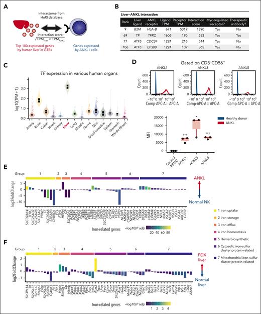 Transferrin and transferrin receptor interaction as a potential therapeutic target in ANKL. (A) Schema for calculating the interaction score. The top 100 expressed genes in the human liver were extracted from the GTEx database. The interactome is based on the HuRI. (B) Liver-ANKL interaction associated with Myc regulation. (C) TF gene expression among major human tissues according to the GTEx data. (D) Transferrin receptor 1 (TfR1) expression in normal NK cells derived from healthy donor, ANKL1, ANKL3, and ANKL5 cells analyzed by flow cytometry. (E) Expression profile of iron-related genes in ANKL1-PDX compared with that in normal NK cells. Genes are classified into the following groups: group 1, iron uptake; group 2, iron storage; group 3, iron efflux; group 4, iron homeostasis; group 5, heme biosynthesis; group 6, cytosolic iron-sulfur cluster protein assemble; and group 7, mitochondrial iron-sulfur cluster protein biogenesis or export. (F) Expression profile of iron-related genes in the hepatic niche of PDX mice compared with that in the normal liver. ∗P < .05; ∗∗P < .01; ∗∗∗P < .001; ∗∗∗∗P < .0001.