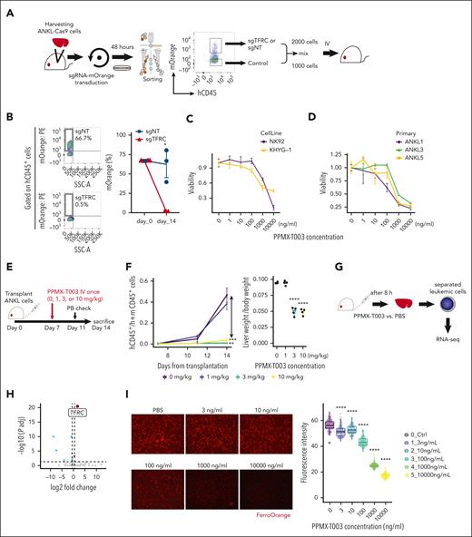 ANKL cells are vulnerable to the inhibition of TfR1 function. (A) Schema of the in vivo competitive assay using the CRISPR-Cas9 system. ANKL1-Cas9 cells are harvested from PDX mice and then transduced with sgRNA-mOrange using a lentiviral vector. After 48 hours, hCD45+mOrange+ and hCD45+mOrange− cells are sorted, mixed at a ratio of 2000 to 1000 cells, and transplanted into mice. (B) The percentage of mOrange+ cells in the liver at day 14 after transplantation are compared between sgNT and sgTFRC transduced ANKL1-Cas9 cells (n = 3). (C) Viability of NK-cell leukemia cell lines after treatment with various concentrations of PPMX-T003 for 96 hours in vitro, evaluated by propidium iodide and hCD45 staining and flow cytometry. (D) Viability of primary ANKL cells obtained from ANKL1, ANKL3, and ANKL5 PDX mice after treatment with various concentrations of PPMX-T003 for 48 hours in vitro. (E) Schema for testing the efficacy of PPMX-T003 in vivo using ANKL-PDX mice. (F) Comparing the ratio of human CD45+ cells to mouse CD45+ cells in PB on days 11 and 14 after transplantation among ANKL1-PDX mice treated with 0, 1, 3, and 10 mg/kg of PPMX-T003 (left). Comparing the liver weight per body weight among 0, 1, 3, and 10 mg/kg of PPMX-T003 treatments in ANKL1-PDX mice (right) (n = 4). (G) Schema for RNA-seq to analyze the global gene expression changes in ANKL1 cells upon PPMX-T003 or phosphate-buffered saline (PBS) treatment in vivo (n = 3). (H) Volcano plot of RNA-seq data. (I) Intracellular ferrous staining of ANKL3 cells 48 hours after treatment with PPMX-T003 in vitro, stained with FerroOrange, and analyzed using confocal microscopy. ∗P < .05; ∗∗P < .01; ∗∗∗P < .001; ∗∗∗∗P < .0001.