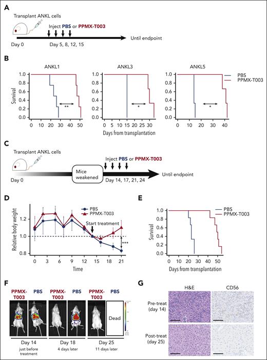 Inhibition of the Tf-TfR1 axis using anti-TfR1 antibody attenuates ANKL. (A) Schema for assessing the therapeutic efficacy of PPMX-T003 for ANKL in a preclinical setting. ANKL-PDX mice were treated with PBS or 10 mg/kg of PPMX-T003 on days 5, 8, 12, and 15 after transplantation of 1 × 106 ANKL cells and monitored until the end point. (B) Survival curve of ANKL1, ANKL3, and ANKL5 PDX mice treated with PBS or PPMX-T003 (n = 3-4 in each group). (C) Schema for evaluating the efficacy of PPMX-T003 treatment in PDX mice with advanced disease. ANKL-PDX mice were treated with PBS or 10 mg/kg of PPMX-T003 on days 14, 17, 21, and 24 after transplantation of 1 × 106 ANKL1 cells and monitored until the end point. (D) Relative weight changes of mice during the course of the experiment. Weights were corrected for body weight on day 14. (E) Survival curve of ANKL1-PDX mice treated with PBS or PPMX-T003 (n = 6). (F) IVIS analysis of ANKL1-PDX mice treated with 10 mg/kg of PPMX-T003 or PBS on days 14, 17, 21, and 24. Representative image from 3 biological replicates. (G) H&E staining (left) and CD56 IHC (right) for a liver section from ANKL1-PDX mice before and after the PPMX-T003 treatment. Scale bar, 100 μm. ∗P < .05; ∗∗P < .01; ∗∗∗P < .001; ∗∗∗∗P < .0001.