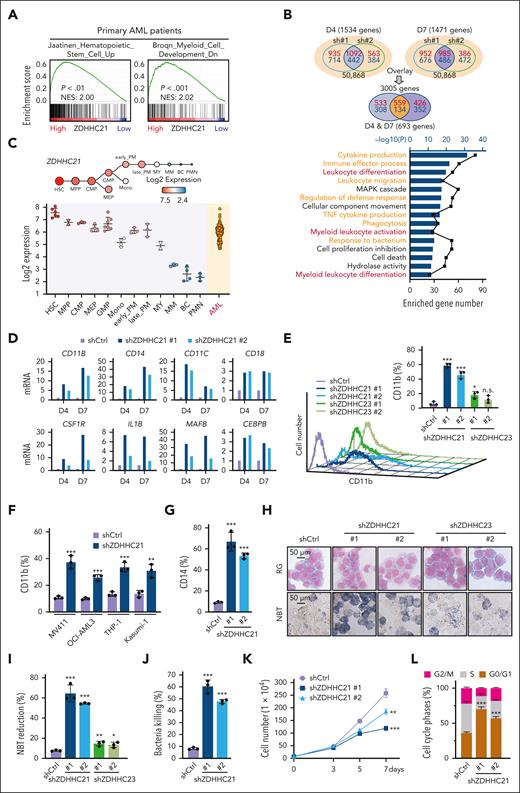 ZDHHC21 activates OXPHOS to arrest the myeloid differentiation of AML cells. (A) Gene set enrichment analysis plots depicting enrichment of HSC up gene signature and myeloid cell development down gene signature in the transcriptional profiling of samples with high ZDHHC21 expression in TARGET database. (B) RNA sequencing analysis of HL60 cells infected with lentivirus-shZDHHC21 (#1 and #2) for 4 and 7 days. (Top) Schematic representation of comparing gene expression profiles in HL60 cells. Overlapped smaller circles reflected the shared genes induced by different lentivirus-shZDHHC21s on day 4 (left; blue) and day 7 (right; purple), respectively. Overlapped smaller oval reflect the shared 693 genes induced on both day 4 and day 7. Red numbers in circles represent upregulation, whereas blue numbers represent downregulation. (Bottom) The functional clustering analysis of the changed genes after overlapping screening using Metascape. The −log10(P) values mean the enrichment score, representing the degree of participation. The number of enriched genes is also shown. (C) The expression levels of ZDHHC21 in primary AML cells or normal hematopoietic cells of various lineages were obtained from the BloodSpot database. (D) RNA sequencing analysis showed the messenger RNA changes of differentiation marker genes (C/EBPB, CD18, IL1B, CD11C, CD18, CD14, MAFB, CSF1R, and CD11B) in HL60 cells infected with lentivirus-shZDHHC21. (E) CD11b expression of HL60 cells infected with lentivirus-shZDHHC21 or lentivirus-shZDHHC23 for 7 days. (F) CD11b expression of different AML cell lines infected with lentivirus-shZDHHC21. (G) CD14 expression of HL60 cells infected with lentivirus-shZDHHC21 for 7 days. (H) Cell differentiation of HL60 cells infected with lentivirus-shZDHHC21 or lentivirus-shZDHHC23 for 7 days. (Top row) Cell morphological analysis after Wright-Giemsa staining. (Bottom row) NBT-reducing activity. Data are representative of at least 3 individual experiments, and 1 representative image is shown. (I) Quantitative analysis of NBT-reducing activity of HL60 cells infected with lentivirus-shZDHHC21 or lentivirus-shZDHHC23 for 7 days. (J) Bacterial killing ability of HL60 infected with shZDHHC21 lentivirus for 7 days. Clearance efficiency was determined from the numbers of viable bacteria recovered from the intracellular compartment after infection. Staphylococcus aureus was used to infect AML cells. (K) The cell proliferation assay showed proliferation inhibition caused by ZDHHC21 knockdown in HL60 cells. (L) Flow cytometry analysis of cell cycle distribution in HL60 cells after silencing ZDHHC21 for 5 days. Data are presented as mean ± SD (n = 3). n.s., P > .05; ∗P < .05; ∗∗∗P < .001 vs shCtrl. The significance analysis was conducted by a two-tailed unpaired t test or one-way analysis of variance. BC, band cell; CMP, common myeloid progenitor; early_PM, early promyelocyte; FDR, false discovery rate; GMP, granulocyte-monocyte progenitor; HSC, hematopoietic stem cell; MEP, megakaryocyte-erythrocyte progenitor; late_PM, late promyelocyte; MM, metamyelocyte; mono, monocyte; MPP, multipotent progenitor; MY, myelocyte; NES, normalized enrichment score; PMN, polymorphonuclear cell.
