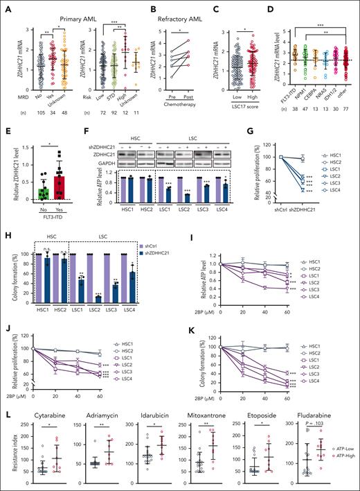 ZDHHC21 regulates the stemness potential of LSCs and chemotherapy resistance. (A) Left: quantitative analysis of ZDHHC21 messenger RNA expression in patients with AML with (n = 34) or without (n = 105) MRD. Right: quantitative analysis of ZDHHC21 messenger RNA expression in patients with AML with low-risk stage (n = 72), standard-risk stage (n = 92), and high-risk stage (n = 12). Data are derived from the TARGET database. (B) Expression of ZDHHC21 in pre- and postchemotherapy flow-sorted AML blast populations (n = 6). The data are derived from the GSE162542 cohort. (C) Expression of ZDHHC21 in low LSC17 score and high LSC17 score from the TARGET database. (D) Expression of ZDHHC21 in different genetic subtypes of human AMLs. Data are derived from the TCGA database. (E) The correlation of ZDHHC21 protein expression with FLT3-ITD mutation in patients with AML. (F) Top: the protein levels of ZDHHC21 were measured by western blotting to evaluate the silencing efficiency of ZDHHC21 in HSCs or LSCs. HSCs from 2 healthy sources were used as controls. LSCs were sorted by CD34 marker from AML specimens. Bottom: cellular ATP levels of shZDHHC21-transfected HSCs or LSCs. ATP levels were normalized to their protein concentrations. LSC1 were sorted from patient AML28 via the CD34 marker, LSC2 were sorted from AML45, LSC3 were sorted from AML46, and LSC4 were sorted from AML33. (G) The relative proliferation of HSCs or LSCs infected with lentivirus-shZDHHC21. (H) The effect of shZDHHC21 on the colony-forming ability of HSCs and LSCs after culturing in methylcellulose medium for 2 weeks. (I) The inhibitory effect of 2BP on ATP production in HSCs and LSCs. Cells were treated with 2BP at a series of concentrations (0, 20, 40, 60 μM). (J) The relative proliferation of HSCs or LSCs treated with 2BP by a series of concentrations (0, 20, 40, 60 μM). (K) The effect of 2BP on the colony-forming ability of HSCs and LSCs after culturing in methylcellulose medium for 2 weeks. (L) Drug sensitivity analysis of primary patient cells. Primary AML cells were treated with chemotherapy drugs. The CellTiter-Glo measurement was used to determine the number of viable cells. Data are presented as mean ± SD (n = 3). n.s., P > .05; ∗P < .05; ∗∗P < .01; ∗∗∗P < .001. The significance analysis was conducted by a two-tailed unpaired t test or a one-way analysis of variance. MRD, minimal residual disease.