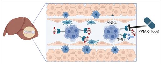 Targeting iron uptake as a new therapeutic option for ANKL. ANKL cells primarily engraft and proliferate in the liver sinusoid. The liver stores iron, and ANKL cells upregulate the TfR1 to take up iron-loaded transferrin. Inhibiting TfR1 by the monoclonal blocking antibody PPMX-T003 lowers iron import and deprives ANKL cells of their iron content, reducing their survival and/or proliferation. Figure created with BioRender.com.