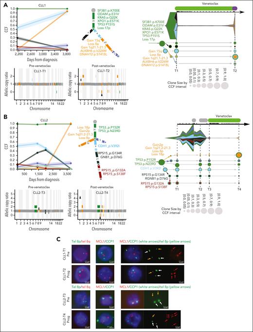 Clonal evolution of somatic mutations in CLL patients with concomitant loss(8p) and gain (1q21.2). Subclonal structure and clonal evolution of somatic mutations derived using PhylogicNDT (left, middle) and Concerti (right) for CLL1 (A) and CLL2 (B). (Left) Each line represents the cancer cell fraction (CCF) of mutation clusters with shading representing a 95% confidence interval. Each dot represents a different time point. Phylogenetic trees (middle) represent the best estimated clonal and subclonal architecture corresponding to the same clones (represented in the same colors) as in the left panels. (Right) Time-scaled Concerti plots. Clones are sized proportionally to their prevalence and represented by the same color as in the PhylogicNDT plots. Copy number data are shown under the PhylogicNDT plots, as derived from ABSOLUTE in acquired patients with loss(8p) and gain(1q21.2) (CLL1 and CLL2). See Figure 3 and supplemental Figure 2 for the remaining patients. (C) Multiplexed fluorescence in situ hybridization performed on pre- and postprogression venetoclax samples for CLL1 and CLL2. The probe combination was tel8p (green) and tel8q (red) for the first column, MCL1 (red) and CCP1 (green) for the second column, and a combination of MCL1 (red) denoted by red arrows, CCP-1 (green) denoted by white arrows and tel8p (green) denoted by yellow arrows for the third column.