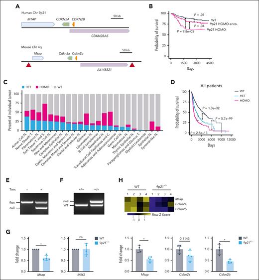 Deletion of the 9p21 region in human cancers and genetic targeting of the 9p21s region in mice. (A) Schematic representation of the human 9p21 locus and the syntenic murine locus (9p21s). Genes and their 5′-3′ orientation are indicated by thick arrows (blue, green, and orange). A noncoding RNA is shown by a purple arrow. Red triangles indicate the positions of LoxP sites inserted into the conditional allele. (B) Kaplan-Meier plots of 9p21 locus homozygous (HOMO) deletion, 9p21 HOMO deletion encompassed (enco) and non-9p21 locus deletion–related WT in pediatric acute lymphoid leukemia (ALL). P value shows log-rank test result. (C) Graphical representation of the frequency of the of HET and HOMO 9p21 locus deletions enco in different human cancers. (D) Kaplan-Meier plots of patients with 9p21 deletions in total human cancers. P value shows log-rank test result. (E-F) Cre recombination of the targeted allele. Deleted allele was detected via genomic DNA PCR of BM cells from (E) R26CreER9p21fl/fl mice or (F) Prm-Cre–mediated 9p21+/− mice. (G) Mtap and Mllt3 expressions were confirmed via qRT-PCR. Symbols represent the populations including BM cells, spleen cells, B cells, and T cells from the same WT mouse or 9p21+/− mouse. (H) The haplodeficiency of Mtap, Cdkn2a, and Cdkn2b was demonstrated via bulk RNA-seq of cultured BM stromal cells. Symbols represent individual mice (WT mice, n = 4; 9p21+/− mice, n = 4). Data represent the mean ± standard deviation (SD). Statistical significance was defined using Mann-Whitney test. ∗P < .05 in panels G-H. C, carcinomas; N, neoplasms; ns, not significant; S, sarcomas; T, tumors.