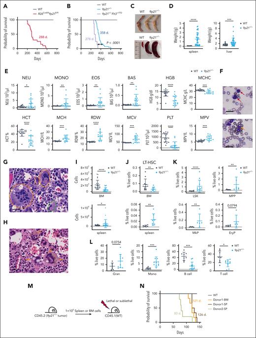 Deletion of the 9p21s region causes MDS/MPN-like disease. (A) Kaplan-Meier plots of R26CreER9p21fl/fl mice (n = 20) and WT mice (n = 12). (B) Kaplan-Meier plots of 9p21+/− mice with and without Flt3 mutant (9p21+/− mice, n = 43; 9p21+/−Flt3+/ITD mice, n = 8; WT mice, n = 23). P value shows log-rank test result. (C) Representative pale bones and splenomegaly in 9p21+/− tumor mice compared with that in WT mice. (D) Quantification of the spleen and liver weight. Symbols represent individual mice (WT mice, n = 22; 9p21+/− tumor mice, n = 38). (E) Complete blood count analysis of 9p21+/− tumor mice and WT mice. Symbols represent individual mice (9p21+/− tumor mice, n = 15; WT mice, n = 17). (F) May-Grünwald-Giemsa staining of peripheral blood smear. Red arrows indicate representative immature myeloid cells; the orange arrow indicates dysplastic neutrophil; white stars indicate dysplastic red blood cells. (G-H) Hematoxylin and eosin staining of BM sections. Dotted orange circles and a dotted green circle indicate multinucleated and small binucleated megakaryocytes, respectively (G); orange arrows indicate accumulated hemosiderin in abnormal megakaryocytes (H). (I) Absolute numbers of hematopoietic cells in the BM and spleen were analyzed via flow cytometry. Symbols represent individual mice (WT mice, n = 24; 9p21+/− tumor mice; n = 24). (J-L) The frequency of hematopoietic populations was analyzed via flow cytometry. (J) The frequency of long-term HSC (LT-HSC) in mice BM and spleen. Symbols represent individual mice BM (WT mice, n = 14; 9p21+/− tumor mice, n = 13) and spleens (WT mice, n = 10; 9p21+/− tumor mice, n = 11). (K) The frequencies of hematopoietic progenitors in mice spleens. Symbols represent individual mice. LSK (WT mice, n = 14; 9p21+/− tumor mice, n = 13); MPP (WT mice, n = 11; 9p21+/− tumor mice, n = 9); MkP (WT mice, n = 9; 9p21+/− tumor mice, n = 7); and EryP (WT mice, n = 5; 9p21+/− tumor mice, n = 5). (L) The frequencies of hematopoietic lineages in the spleens of WT and 9p21+/− tumor mice. Symbols represent individual mice. WT mice, n = 11; 9p21+/− tumor mice, n = 9. (M) Schematic representation of 9p21+/− MDS/MPN mouse BM and spleen cells transplantation experiment approach. (N) Kaplan-Meier plots of 9p21+/− MDS/MPN mouse BM and spleen cell–derived recipients. WT BM–derived recipients (lethal irradiation, n = 5); 9p21+/− donor 1 BM–derived recipients (lethal irradiation, n = 6), and spleen cell–derived recipients (lethal irradiation, n = 6); and 9p21+/− donor 2 spleen–derived recipients (sublethal irradiation, n = 6). Data represent the mean ± SD. Statistical significance was defined using Mann-Whitney test and is shown as follows: ∗P < .05; ∗∗P < .01; ∗∗∗P < .001; and ∗∗∗∗P < .0001 in panels D-E,I-L. EryP, erythroid progenitors; Gran, granulocyte; LSK, lineage− Sca1+cKit+ population; MPP, multipotent progenitors; Mono, monocyte.