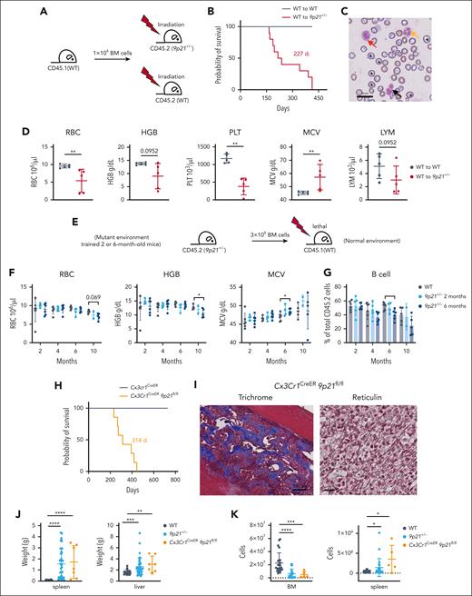 MDS/MPN–like disease in 9p21s+/− mice is driven by the BM microenvironment. (A) Schematic representation of reciprocal transplantation experiment approach. The CD45.1 congenic WT mice BM cells were transplanted to lethal irradiated WT mice (CD45.2) and 9p21+/− mice (CD45.2). (B) Kaplan-Meier plots of WT mice (WT to WT mice, n = 10) and 9p21+/− tumor mice (WT to 9p21+/− mice, n = 9). (C) May-Grünwald-Giemsa staining of peripheral blood smear from a representative sick 9p21+/− mouse. The orange arrow indicates abnormal neutrophil; the red arrow indicates immature myeloid cell; the black arrow indicates immature erythroid cells; and black stars indicate large red blood cells. (D) Complete blood count analysis of mice that had received transplantation with CD45.1 congenic WT mice BM cells. Symbols represent individual mice (WT to WT mice, n = 5; WT to 9p21+/− tumor mice, n = 5). (E) Schematic representation of 9p21+/− BM cells (2- and 6-month-old mice) and WT BM cells (2-month-old mice) transplantation experiment approach. (F) Complete blood count analysis of WT (CD45.2) donor– and 9p21+/− (CD45.2) donor–derived CD45.1 congenic mice peripheral blood at different time points. Symbols represent individual mice (WT to WT mice, n = 6; 2-month-old 9p21+/− to WT mice, n = 5; and 6-month-old 9p21+/− to WT mice, n = 6). (G) The frequency of B cells was analyzed via flow cytometry in 9p21+/− BM cells and WT BM cells transplantation recipient peripheral blood. Symbols represent individual mice (WT to WT mice, n = 6; 2-month-old 9p21+/− to WT mice, n = 5; and 6-month-old 9p21+/− to WT mice, n = 6). (H) Kaplan-Meier plots of Cx3Cr1CreER (n = 7) and Cx3Cr1CreER9p21fl/fl mice (n = 7). (I) Trichrome Masson and reticulin staining of Cx3Cr1CreER9p21fl/fl mice BM. (J) Quantification of the spleen and liver weights. Symbols represent individual mice (WT mice, n = 22; 9p21+/− tumor mice, n = 38; and Cx3Cr1CreER9p21fl/fl tumor mice, n = 7). (K) Complete blood count analysis of mice. Symbols represent individual mice (9p21+/− tumor mice, n = 15; WT mice, n = 17; and Cx3Cr1CreER9p21fl/fl tumor mice, n = 5). Data represent the mean ± SD. Statistical significance was defined using Mann-Whitney test and is shown as follows: ∗P < .05; ∗∗P < .01; ∗∗∗P < .001; ∗∗∗∗P < .0001 in panels D,F-G,J-K.