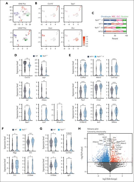 Single-cell analysis of the primary BM microenvironment in sick 9p21s+/− mice. (A) t-Distributed stochastic neighbor embedding (t-SNE) and uniform manifold approximation and projection (UMAP) showing 4 niche clusters 11 to 14 in sick 9p21+/− mice (n = 2) and WT mice (n = 2). (B) Expression level of population marker genes. Acan (cluster 11 = chondrocyte); Cxcl12 (cluster 12 = MSC); Spp1 (cluster 13 = osteolineage cell, osteolineage); and Dcn (cluster 14 = fibroblast). (C) The frequency of clusters in total niche cells. (D) Gene expression changes in the MSC population. Symbols represent single cells (WT cells, n = 134; 9p21+/− cells, n = 41). (E) Gene expression changes in the chondrocyte population. Symbols represent single cells (WT-Y cells, n = 67; 9p21+/−-Y cells, n = 105). (F) Gene expression changes in osteolineage cell population. Symbols represent single cells (WT cells, n = 66; 9p21+/− cells, n = 71). (G) Gene expression changes in fibroblast population. Symbols represent single cells (WT cells, n = 43; 9p21+/− cells, n = 88). (H) Volcano plot showing the upregulated and downregulated gene expression in sick 9p21+/− mice total niche cells (pooled clusters 11-14) compared with WT mice total niche cells. The significantly differentially expressed genes were labeled. Data represent the mean ± SD. Statistical significance was defined using Mann-Whitney test and is shown as follows: ∗P < .05; ∗∗P < .01; ∗∗∗P < .001; ∗∗∗∗P < .0001 in panels D-G. 9p21+/− -O, 16-month-old sick mouse; 9p21+/− -Y, 10-month-old sick mouse; WT-O, 16-month-old WT mouse; WT-Y, 10-month-old WT mouse.