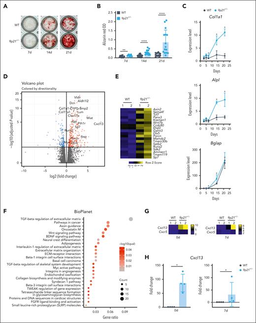 Osteogenic differentiation of cultured 9p21s+/− MDS/MPN–like mice BM stromal cells. (A) Alizarin Red staining of osteogenic differentiation of BM stromal cells at 7, 14, and 21 days. (B) Quantification of Alizarin Red staining. Results were carried out in triplicate wells from individual mice (WT mice, n = 5; 9p21+/− tumor mice, n = 5). Symbols represent individual wells. (C) Expression of osteogenic marker genes in the differentiated BM stromal cells at different time points was confirmed via qRT-PCR. Symbols represent the average gene expression of 2 groups (WT mice group, n = 4; and 9p21+/− mice group, n = 4). (D) Volcano plot showing the upregulated and downregulated genes expression of cultured 9p21+/− tumor mice BM stromal cells compared with cultured WT mice BM stromal cells at 7 days after osteogenic differentiation. The significantly differentially expressed genes are labeled. (E) Heatmap showing increased levels of osteoblast signaling pathway–related genes in 9p21+/− tumor mice (n = 2) and WT mice (n = 2) BM stromal cells at 7 days after osteogenic differentiation. (F) Signaling pathway enrichment analysis with Enrichr for significant upregulated genes in 9p21+/− tumor mice BM stromal cells at 7 days after osteogenic differentiation. Gene count, the number of genes enriched in a Gene Ontology (GO) term; gene ratio, the ratio of genes counted in total of 199 upregulated genes. (G) Heatmap showing log2 Cxcl13 and Cxcr5 gene expression in 9p21+/− tumor mice (n = 2) and WT mice (n = 2) BM stromal cells at 0 and 7 days after osteogenic differentiation. (H) Cxcl13 gene expression change in BM stromal cells at 0 and 7 days after osteogenic differentiation were confirmed via qRT-PCR. Symbols represent individual mice (WT mice, n = 4; 9p21+/− tumor mice, n = 4). Data represent the mean ± SD. Statistical significance was defined using Mann-Whitney test and is shown as follows: ∗P < .05; ∗∗P < .01; ∗∗∗∗P <.0001 in panels B-C,H.