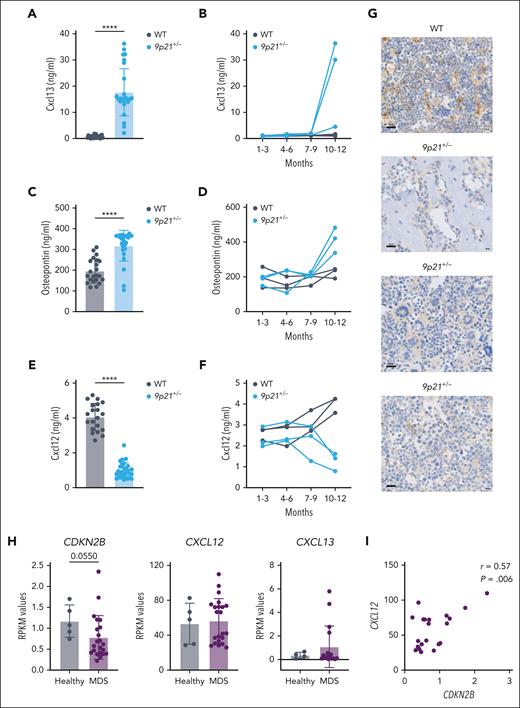Two CXCL chemokines and osteopontin/Spp1 are involved in the pathogenesis of MDS/MPN-like disease in 9p21+/− mice. (A) Cxcl13 protein level in mice serum was measured via enzyme-linked immunosorbent assay (ELISA). Symbols represent individual mice (WT mice, n = 23; 9p21+/− tumor mice, n = 27). (B) Cxcl13 protein level in mice serum was measured via ELISA at different time points of tumorigenesis. Symbols represent individual mice (WT mice, n = 3; 9p21+/− mice, n = 3). (C) Osteopontin protein level in mice serum was measured via ELISA. Symbols represent individual mice (WT mice, n = 22; 9p21+/− tumor mice, n = 25). (D) Osteopontin protein level in mice serum was measured via ELISA at different time points of tumorigenesis. Symbols represent individual mice (WT mice, n = 3; 9p21+/− mice, n = 3). (E) Cxcl12 protein level in mice serum was measured via ELISA. Symbols represent individual mice (WT mice, n = 27; 9p21+/− tumor mice, n = 36). (F) Cxcl12 protein level in mice serum was measured by ELISA at different time points of tumorigenesis. Symbols represent individual mice (WT mice, n = 3; 9p21+/− mice, n = 3). (G) Immunohistochemical staining of Cxcl12 in mice BM. The images represent individual mice. The results represent a total of 5 9p21+/− MDS/MPN mice and 6 WT mice. (H) Gene expression changes in the bone of patients with MDS. Symbols represent individual human samples. CXCL12 and CDKN2A (samples from healthy individuals, n = 5; samples from patients with MDS, n = 22); CXCL13 (samples from healthy individuals, n = 5; samples from patients with MDS, n = 17). RPKM, the reads per kilobase per million value. (I) Positive correlation between CXCL12 and CDKN2B in the bone of patients with MDS. Symbols represent individual patients with MDS (n = 22). Data represent the mean ± SD. Statistical significance was defined using Mann-Whitney test and is shown as ∗∗∗∗P < .0001 in panels A,C,E.