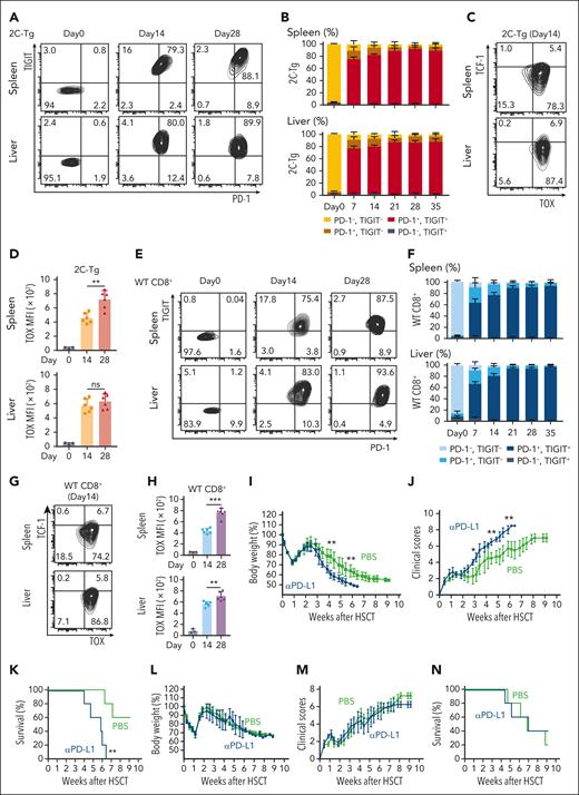 Donor T cells differentiated into terminal Tex after allo-HCT. (A-H) Lethally irradiated B6D2F1 mice received transplantation with T cells purified from B6-2C-Tg and B6-CD45.1 (WT) donors combined with TCD-BM from B6 donors. FCM of CD8+ T cells in the spleen (top) and liver (bottom) was performed. Contour plots and proportions (means ± SEM) of PD-1 and TIGIT expression on CD8.1+ 2C-Tg (A-B) and CD45.1+ WT (E-F) CD8+ T cells. Representative contour plots of TOX and TCF-1 and MFI of TOX expression (means ± SEM) in 2C-Tg CD8+ (C-D) and WT CD8+ T cells (G-H). Data from 2 experiments were combined (n = 5-6 per group) and shown with the data from naïve donor mice (day 0, n = 3 per group). (I-N) Lethally irradiated B6D2F1 mice received transplantation with BM cells and splenocytes from allogeneic B6 donors. Recipient mice were intraperitoneally injected with αPD-L1 or PBS from days 0 to 28 (I-K) or days 14 to 42 (L-N). Body weight changes (means ± standard deviation; panels I,L), clinical GVHD scores (means ± standard deviation; panels J,M), and survival curves (K,N). Data from 1 of the 2 experiments are shown (n = 5 per group). ∗ P < .05; ∗∗P < .01; ∗∗∗P < .005. MFI, mean fluorescence intensity; PBS, phosphate-buffered saline.