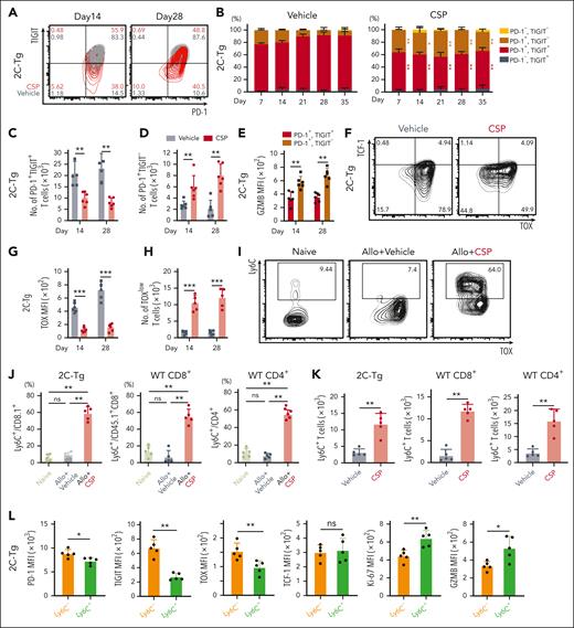 CSP induced donor transitory-Tex-CNI after allo-HCT. (A-L) Allo-HCT was performed as in Figure 1A. Mice were treated with vehicle or CSP daily from days 0 to 28 after allo-HCT. FCM of donor T cells in the spleen were performed. Contour plots (A) and proportions (B) of PD-1 and TIGIT expression, and absolute numbers of donor PD-1+TIGIT+ (C) and PD-1+TIGIT– (D) cells in 2C-Tg donor T cells (n = 6 per group). (E) MFI of GZMB in 2C-Tg PD-1+TIGIT+ or PD-1+TIGIT– cells on days 14 and 28 after allo-HCT (n = 6 per group). (F) Contour plots of TOX and TCF-1 expression in 2C-Tg donor T cells on day 14 after allo-HCT. MFI of TOX (G) and absolute numbers of TOXlow cells (H) (n = 6 per group). (I) Contour plots of TOX and Ly6C expression in 2C-Tg donor T cells. Proportions (J) and absolute numbers (K) of Ly6C+ cells in 2C-Tg donor T cells (n = 5 per group). (L) MFIs of PD-1, TIGIT, TOX, TCF1, Ki-67, and GZMB in Ly6C+ or Ly6C– donor 2C-Tg T cells in CSP-treated recipients (n = 5 per group). (B-E, G-H) Data from 2 experiments were combined and shown as means ± SEM. (J-L) Data from one of 2 similar experiments were shown as means ± SEM. ∗P < .05; ∗∗P < .01; ∗∗∗P < .005. MFI, mean fluorescence intensity; ns, not significant.