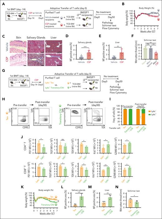 Transitory-Tex-CNI contributed to the development of cGVHD. (A-F) The first allo-HCT was performed as in Figure 1A, and recipient mice were orally administered with CSP or vehicle from days 0 to 14 after allo-HCT. A total of 1 × 106 T cells purified from vehicle- or CSP-treated recipients 14 days were adoptively transferred into lethally irradiated secondary B6D2F1 recipients together with TCD-BM from naïve B6 mice. The secondary recipients were left untreated after transfer. (A) A schematic overview of the experiments. (B) Change in body weight after the transfer (n = 5 per group). (C) H&E staining of the skin (original magnification ×200; scale bar, 100 μm), and MT staining of the salivary glands (priginal magnification ×200; scale bar, 100 μm) and liver (original magnification ×40; scale bar, 500 μm) on day 50 after transfer. Proportions of fibrotic area to the whole section area in the salivary glands (D) and liver (E). (F) The volume of tear secretion was measured on day 50 after the transfer. (G-N) The first allo-HCT was performed as in Figure 1A and mice were administered with CSP from days 0 to 14 after allo-HCT. A total of 2 × 106 Ly6C+ (transitory-Tex-CNI) or Ly6C– (terminal Tex) donor T cells were sorted from CSP-treated recipients on day 14 and adoptively transferred into irradiated secondary recipients together with TCD-BM from naïve B6 mice. (G) A schematic overview of the experiments. Representative contour plots (H) and proportions (I) of Ly6C expression on donor T cells before or 50 days after the transfer of terminal Tex and transitory-Tex-CNI (n = 5 per group). (J) Expression of indicated molecules in Ly6C+ and Ly6C– CD4+ (top) and CD8+ (bottom) T cells in the spleen on day 50 after the adoptive transfer of transitory-Tex-CNI. (K) Change in body weight after adoptive transfer (n = 5 per group). Fibrotic area in the salivary glands (L) and liver (M), and volume of tear secretion (N) were evaluated 50 days after the adoptive transfer. (B,I-K) Data from one of 2 similar experiments were shown as means ± SEM. (D-F, L-N) Data from 2 independent experiments were combined and shown as means ± SEM. ∗P < .05; ∗∗P < .01; ∗∗∗P < .005. ns, not significant.
