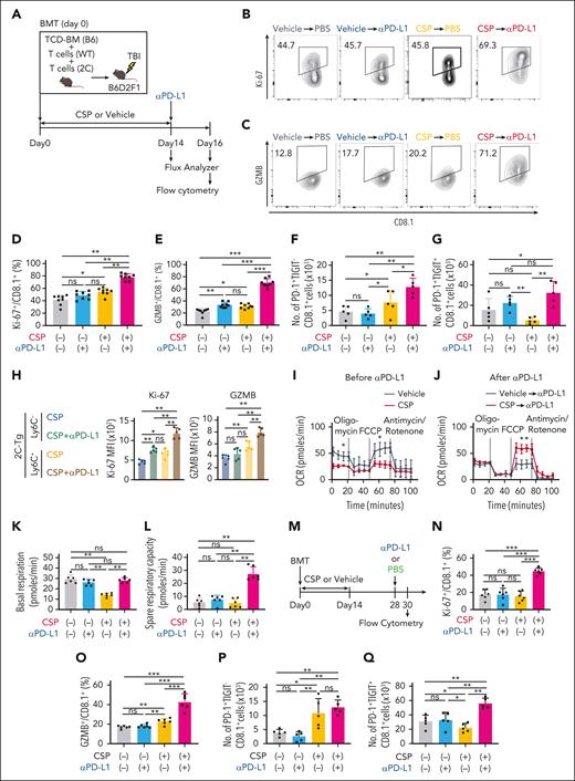 Transitory-Tex-CNI maintained responsiveness to PD-1 blockade. (A-L) Allo-HCT was performed as in Figure 1A. Recipients were administered with CSP or vehicle from days 0 to 14 followed by intraperitoneal injection of αPD-L1 on day 14 after allo-HCT. (A) A schematic overview of experiments. (B-G) FCM of donor T cells in the spleen were performed on day 16. Contour plots (B-C) and proportions of Ki-67 (D) and GZMB (E) expression in 2C-Tg CD8+ donor T cells. Absolute numbers of PD-1+TIGIT– (F) and PD-1+TIGIT+ (G) in 2C-Tg CD8+ donor T cells (n = 5 per group). (H) MFI of Ki-67 and GZMB in Ly6C+ and Ly6C– 2C-Tg CD8+ donor T cells from CSP-treated recipients with or without injection of αPD-L1 on 16 days (n = 5 per group). (I-L) OCR of purified donor T cells were evaluated using a Seahorse XF analyzer. OCR curves before (day 14; I) and after (day 16; J) αPD-L1. Basal respiration (K) and spare respiratory capacity (L) on day 16 after allo-HCT. (M-Q) Recipient mice were administered with CSP or vehicle from days 0 to 14 and intraperitoneally injected with αPD-L1 on day 28 after allo-HCT. FCM analysis of donor T cells in the spleen were performed on day 30. (M) A schematic overview of the experiments. Proportions of Ki-67 (N) and GZMB (O) expression, and absolute numbers of PD-1+TIGIT– (P) and PD-1+TIGIT+ (Q) in 2C-Tg CD8+ donor T cells (n = 5 per group). (D-G, K, L, N-Q) Data from 2 independent experiments were combined and shown as means ± SEM. (H-J) Data from one of 3 similar experiments were shown as means ± SEM. ∗P < .05; ∗∗P < .01; ∗∗∗P < .005. MFI, mean fluorescence intensity; ns, not significant; OCR, oxygen consumption rate.