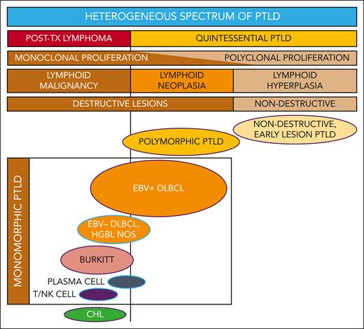 Reconceptualizing the framework for categorizing the heterogeneous spectrum of lymphoproliferation in pediatric PTLD. Traditional PTLD classification is based on morphological features stratified as nondestructive, polymorphic, monomorphic, and classical Hodgkin lymphoma (CHL) PTLD. This revised stratification highlights the heterogeneity of monomorphic PTLD and demarcates a threshold beyond which quintessential EBV-driven lymphoid hyperplasia or neoplasia transforms into malignant lymphoma. EBV+ DLBCL in particular straddles the threshold between quintessential PTLD and posttransplant lymphoma. Ovals with purple borders indicate entities that are typically EBV+, and ovals with blue borders indicate entities that are often EBV−. HGBL NOS, high-grade B-cell lymphoma, not otherwise specified and other gray-zone, Burkitt-like mature B-cell lymphomas; PLASMA CELL, plasma cell neoplasm; T/NK CELL, T/NK-cell lymphoma; TX, transplant.