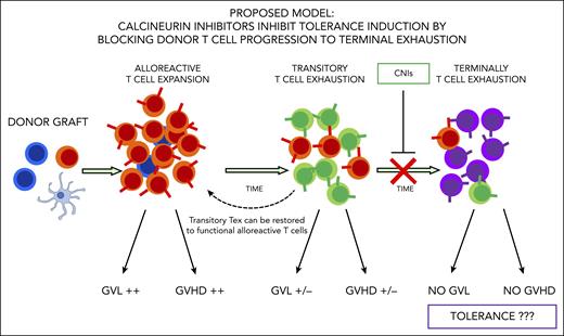 Donor T-cell exhaustion is considered a major mechanisms of tolerance induction after HSCT. Alloreactive T cells gradually progress to exhaustion after HSCT and lose their ability to induce graft-versus-leukemia (GVL) effect and GVHD over time. CNIs inhibit T cells to reach terminal exhaustion, leaving them in a transitory exhaustion state, thus limiting tolerance induction. Alloreactivity of transitory exhausted T cells can still be restored.