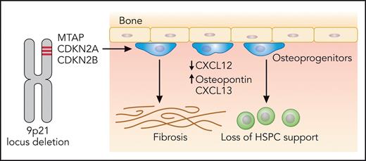 Deletion of the 9p21 locus encompassing tumor suppressor genes MTAP, CDKN2A, and CDKN2B leads to development of an MDS/MPN disorder with extensive marrow fibrosis, mediated by reprogramming of MSCs to osteoprogenitors and consecutive imbalance of cytokines in the BM milieu. Professional illustration by Patrick Lane, ScEYEnce Studios.