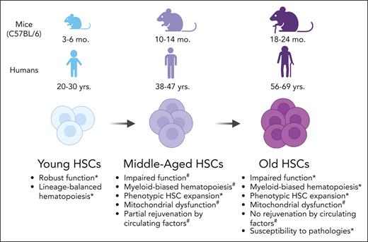 Phenotypic alterations in adult HSCs with increasing age in C57BL/6 mice and humans. ∗Supporting studies in mice and humans. #Supporting studies in mice. Illustration created using BioRender.com.