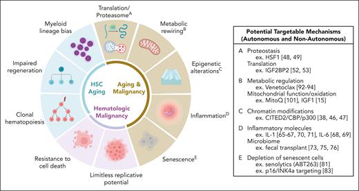 Potential targetable mechanisms to rejuvenate aged HSCs and prevent hematologic malignancy. Phenotypes and biological mechanisms implicated in HSC aging, hematologic malignancy, or both are shown on the left. As overlapping mechanisms represent the most compelling targets for intervention, the inset table outlines the potential targetable mechanisms discussed in detail in this review. Illustration created using BioRender.com.