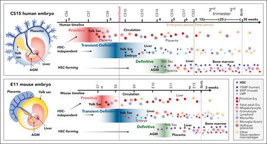 Comparative view of multilayered hematopoiesis during human and mouse development. Hematopoiesis is a conserved developmental process in mammals, but the anatomy of the hematopoietic sites, duration of the hematopoietic waves, and output of the progenitors differ between human and mouse. (Left) Human and mouse embryos are depicted at the stage when HSC emergence peaks (CS15; 5 weeks; E11). Although embryonic structures and the main vascular circuitry are similar, the anatomy of extraembryonic tissues is different. The human placenta is villous type and surrounds the embryo and amniotic membrane, whereas the yolk sac is a balloon-like appendage inside the amnion. The mouse placenta is labyrinthine-type, and the yolk sac surrounds the embryo and amnion. In both species, blood flows from the aorta through the vitelline and umbilical arteries to the yolk sac and the placenta and returns to the embryo through the liver via vitelline and umbilical veins. Human hematopoiesis starts by 2.5 weeks (CS7) in the yolk sac, with the first, primitive progenitor wave, during which the main products are nucleated primitive erythroblasts that enter circulation. In addition, the precirculation placenta generates macrophages (Hofbauer cells) that assist in primitive erythroblast enucleation in the placental villi. At 3.25 weeks (CS8-CS9) the second, transient- (or pro) definitive wave of human hematopoiesis is initiated in the yolk sac and possibly in the embryo proper as well. In human, the second wave starts with YSMPs, followed by LMPs of yet unknown origin. HSC-independent progenitors give rise to tissue-resident macrophages, such as microglia, Langerhans cells, and Kupffer cells that can last into adulthood and HSC-independent lymphoid populations. HSC-independent macrophages may have diverse origins, and most brain microglia generation in mice is linked to primitive rather than second wave progenitors. Many of second wave progenitors colonize the liver where they differentiate to blood and immune cells to support development. Between 4 and 6 weeks (CS14-CS16) a third, HSC-forming, definitive hematopoietic wave arises in the AGM region and produces nascent HSCs. HSCs first migrate through the placenta and yolk sac before they seed the liver (CS17). During these transitions HSCs undergo maturation, limited expansion, and some give rise to terminally differentiated progeny. HSCs start generating multilineage progeny already in the first trimester liver and move to the BM during the second trimester to sustain postnatal hematopoiesis. Mouse hematopoiesis is aligned according to comparable developmental stages as in human. Because mouse embryogenesis is compressed into a much shorter timeframe, a greater overlap of developmental events and hematopoietic populations is apparent. The end of mouse gestation (3 weeks) compares to the early fetal period (9 weeks) of human development. Some progenitor populations differ in their lineage output, such as mouse yolk sac transient definitive progenitors are highly primed for erythromyeloid differentiation (EMPs), whereas the corresponding yolk sac progenitors in human show myeloid skewing (YSMPs), and the first signs of liver erythropoiesis link to HSCs. Weeks are referred to as developmental age, (ie, weeks after fertilization, which is 2 weeks less than gestational weeks or weeks from the last menstrual cycle). Dotted lines depict developmental milestones, such as the onset of heartbeat, transition from embryonic to fetal period during human development, and birth, which occurs at very different developmental stages in mouse and human. The main hematopoietic cell types are described (bottom right). EMPs, erythromyeloid progenitors; Ery, erythroid cell; Mono/Mφ, monocyte/macrophage.